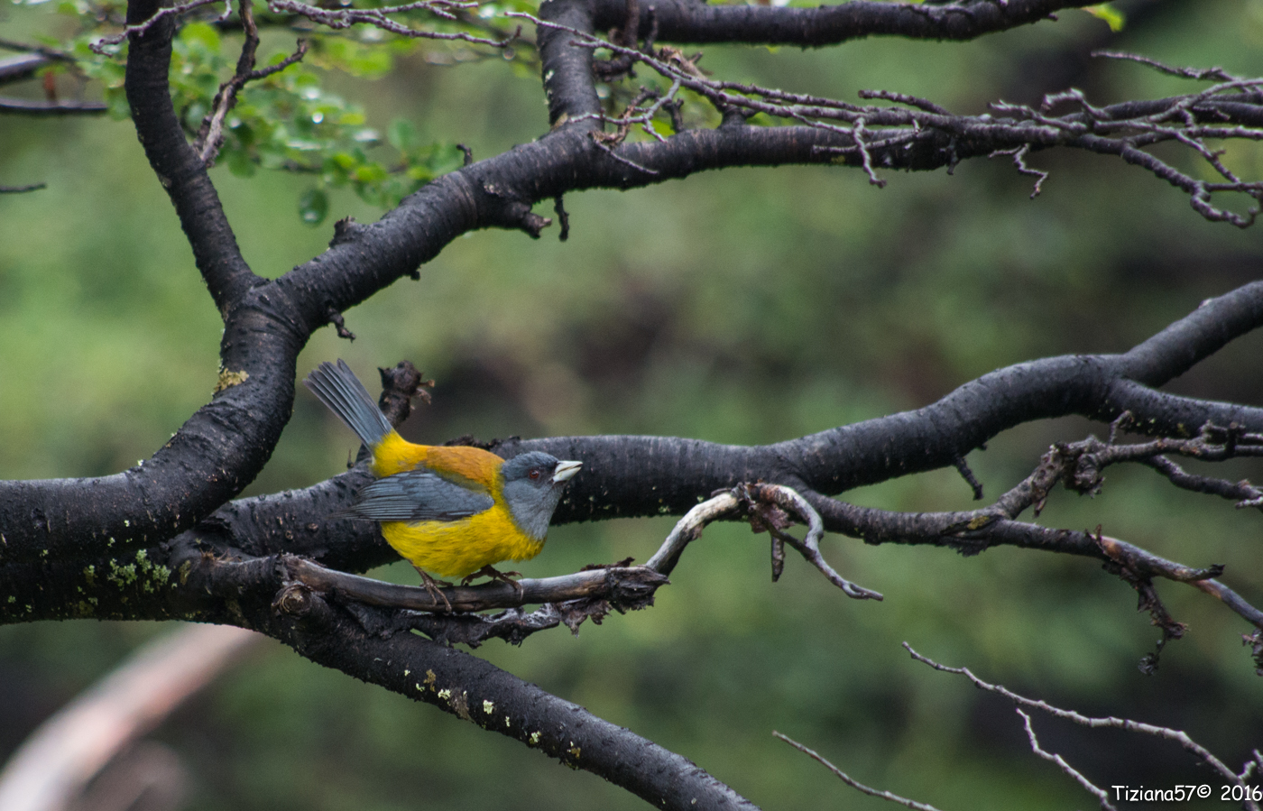 Comesebo patagonicus