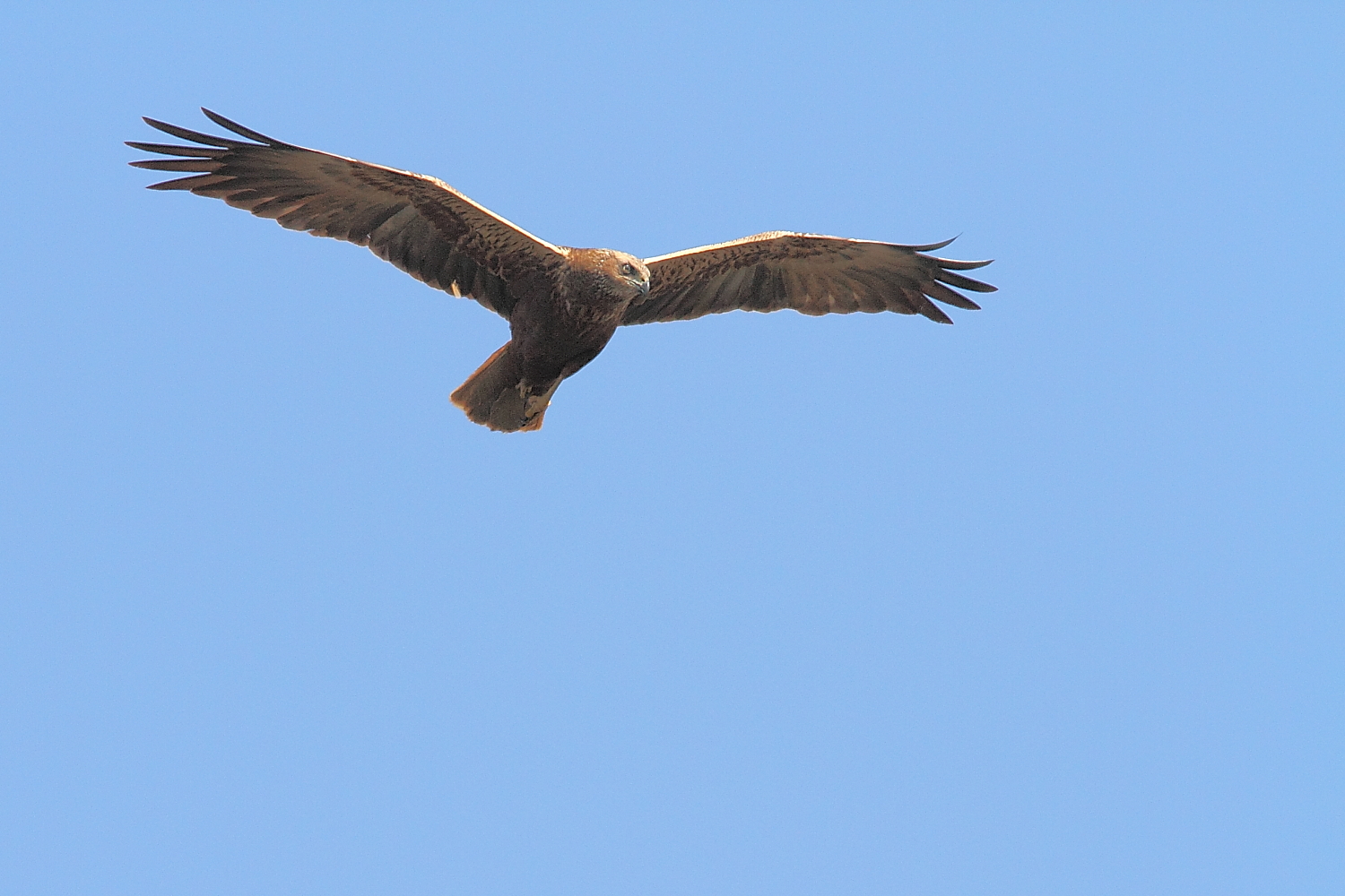 Marsh Harrier