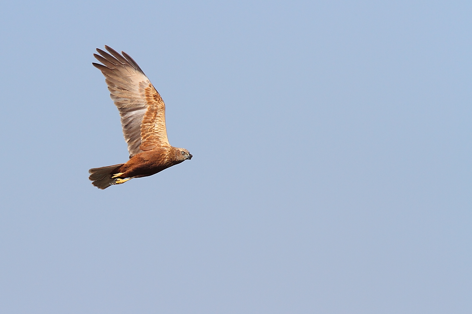 Marsh Harrier