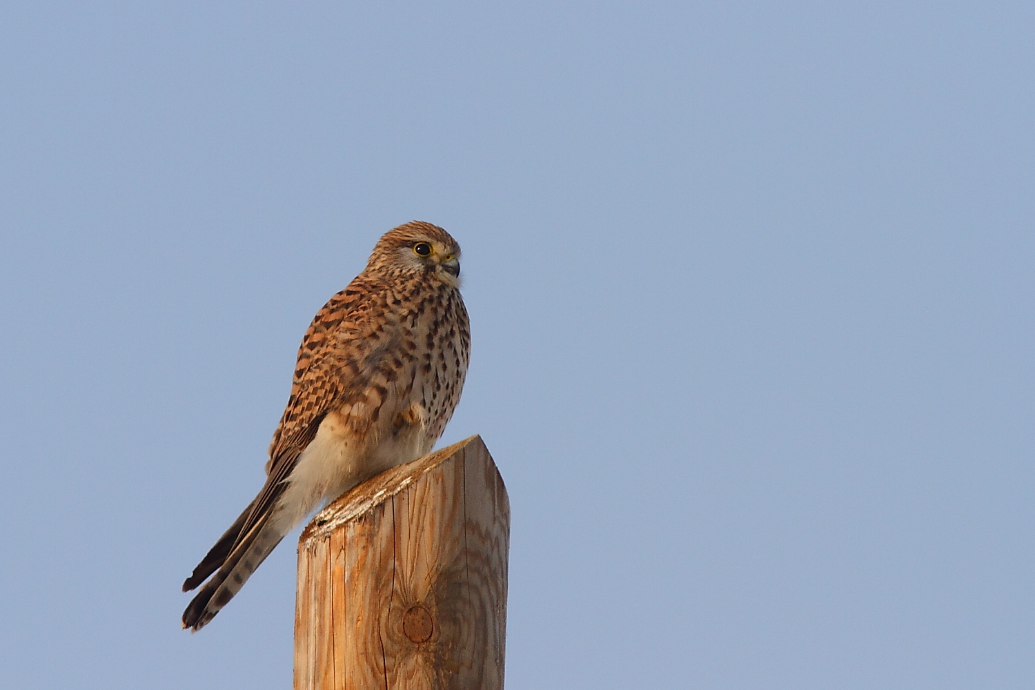 kestrel