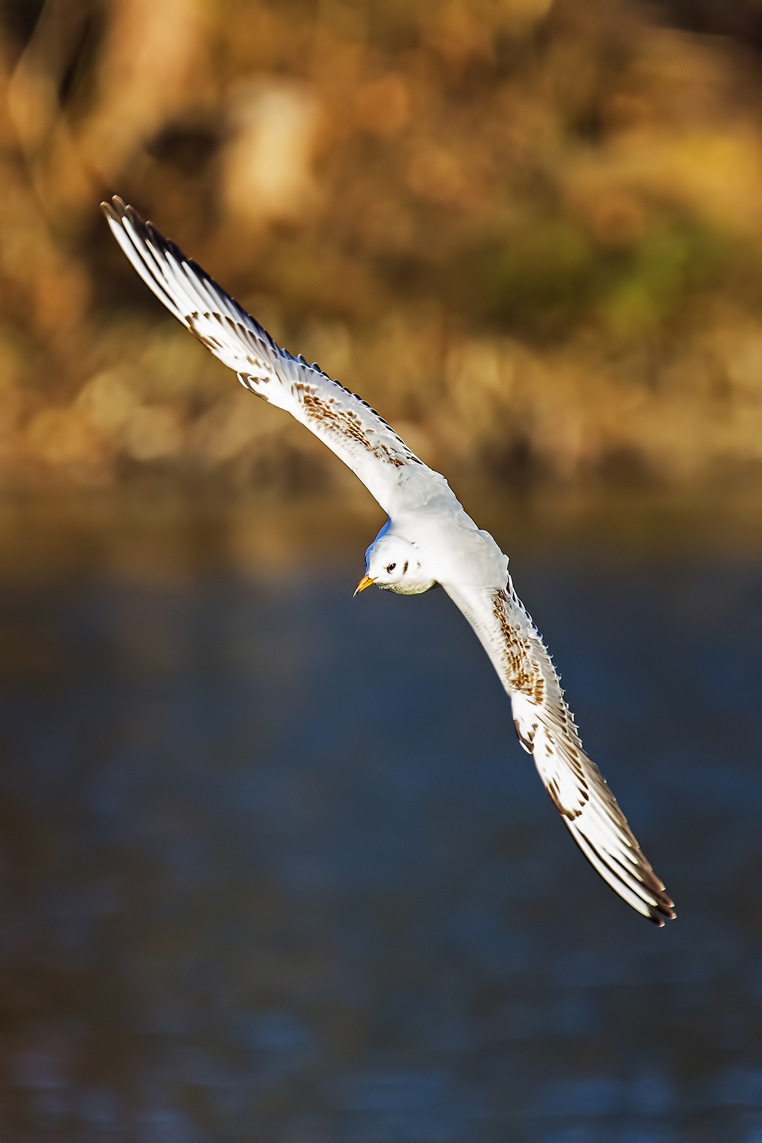 Gabbiano d'inverno...