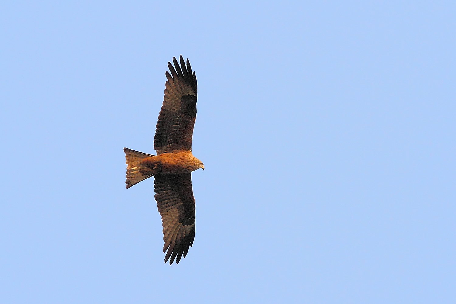 Black Kite