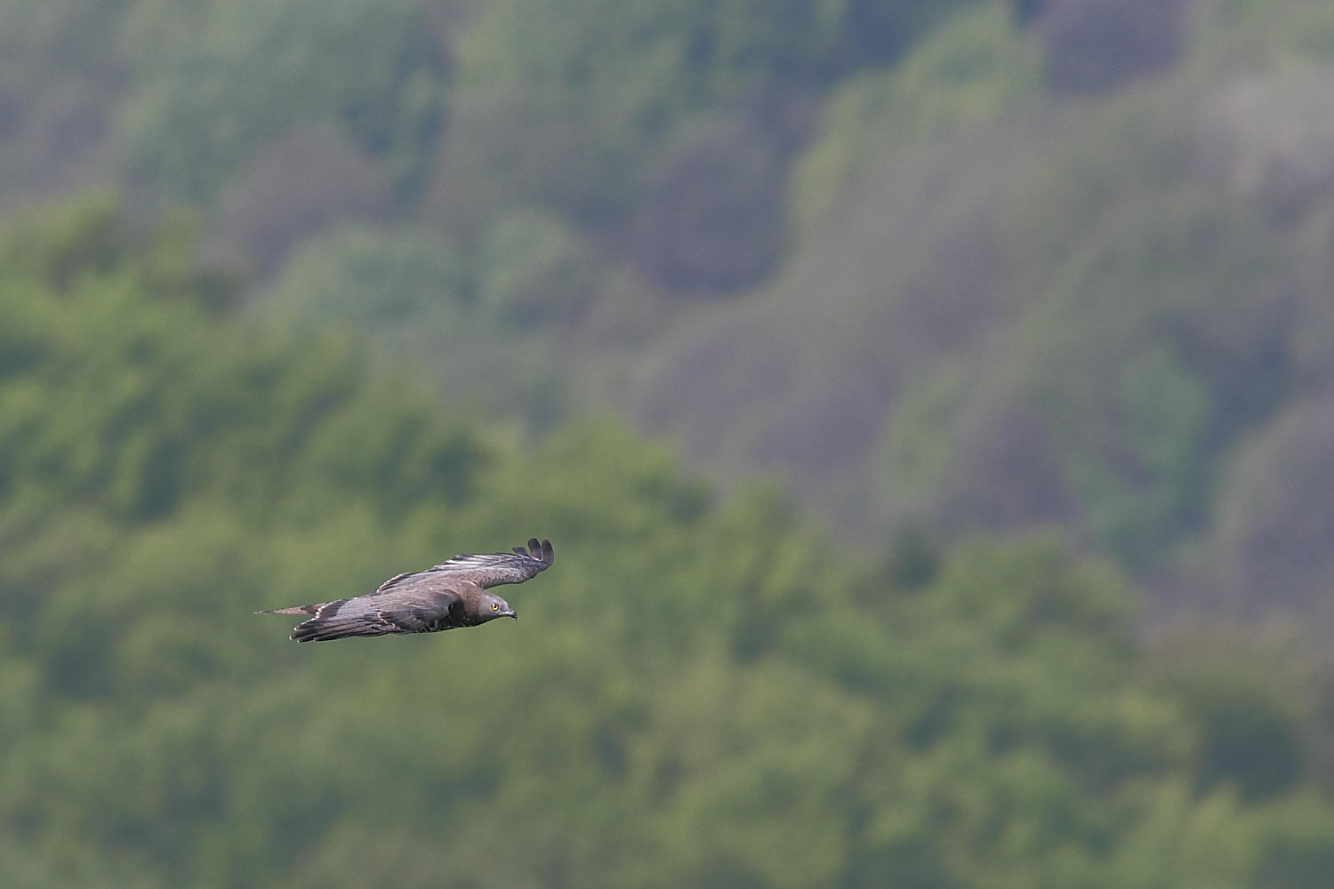 Buzzard