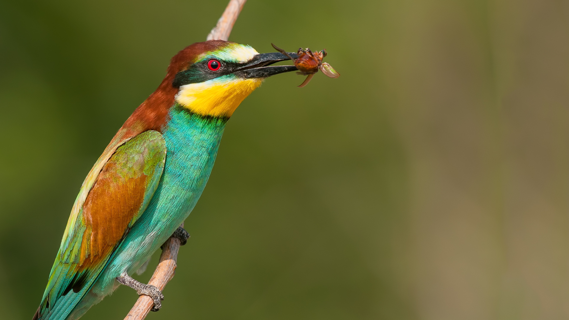 Gruccione »Merops apiaster