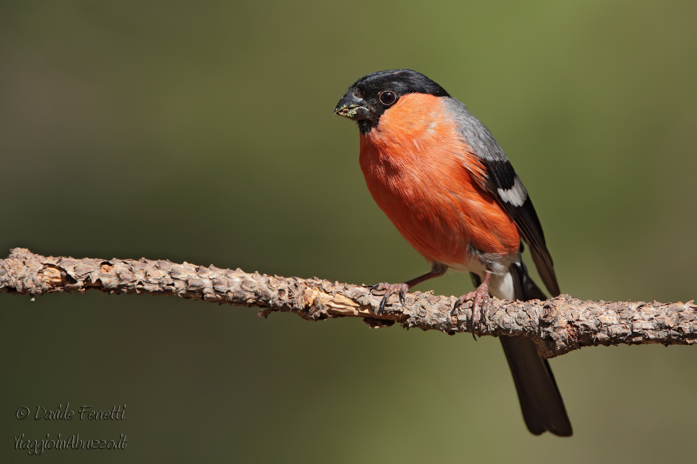 Ciuffolotto maschio (Eurasian bullfinch, male)