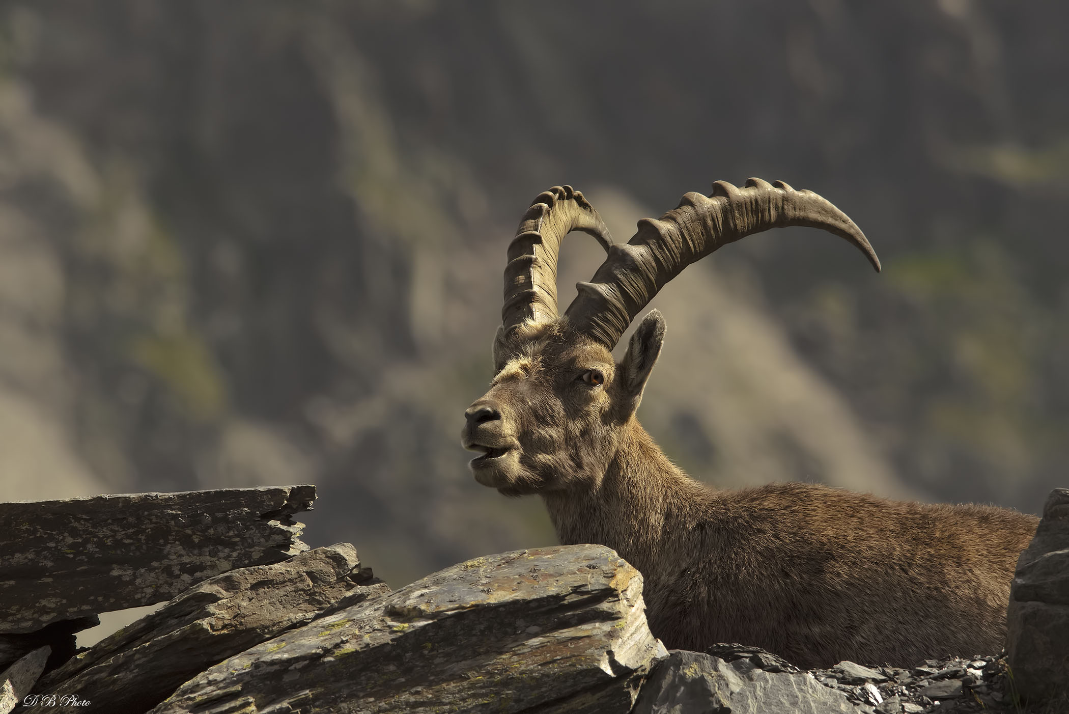 Face to face - Ibex - Capra ibex