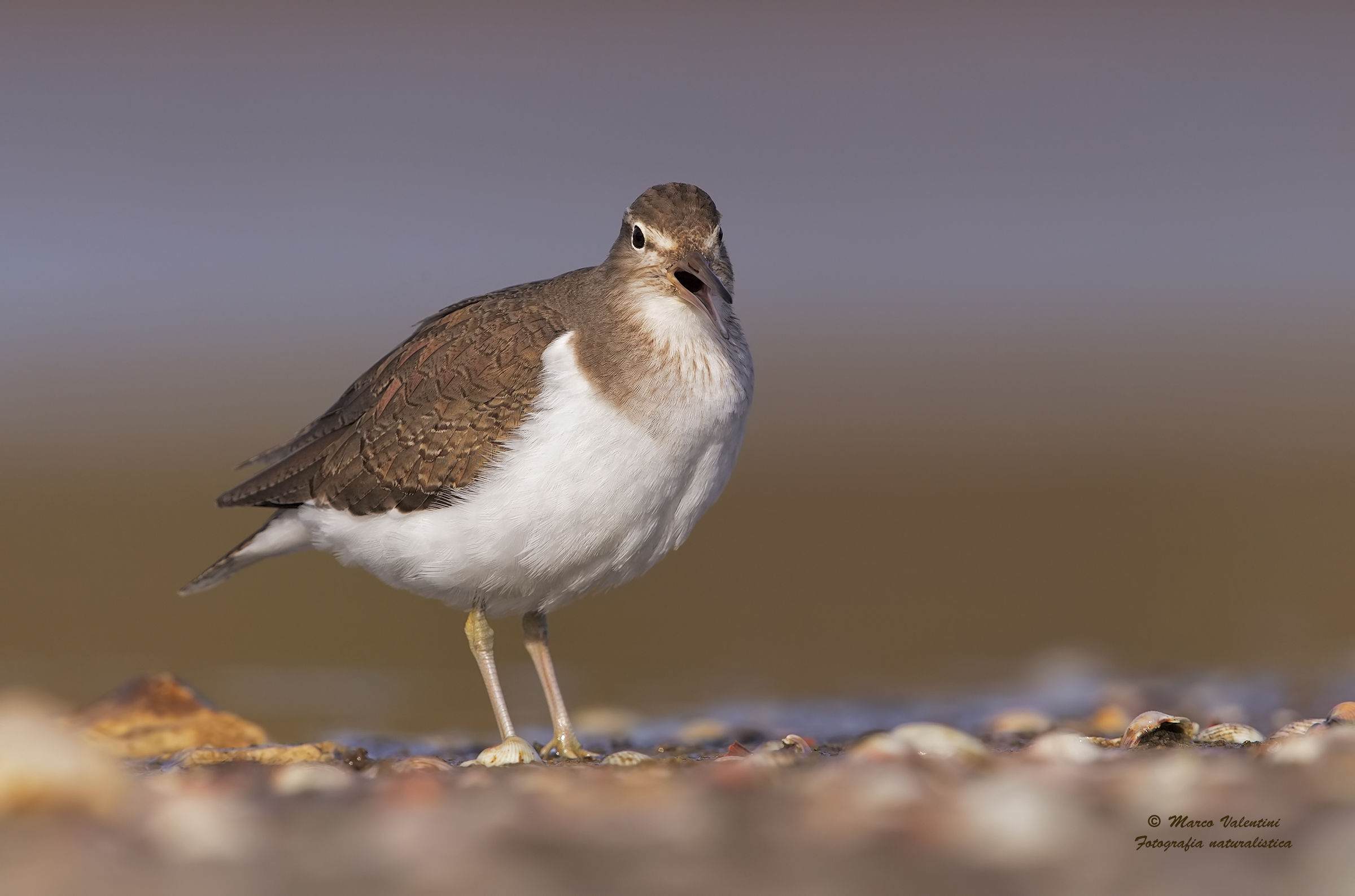 Sandpiper