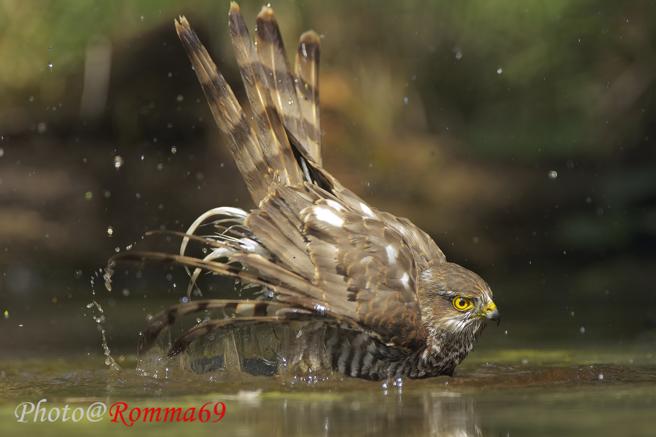 The bath of the Sparrowhawk