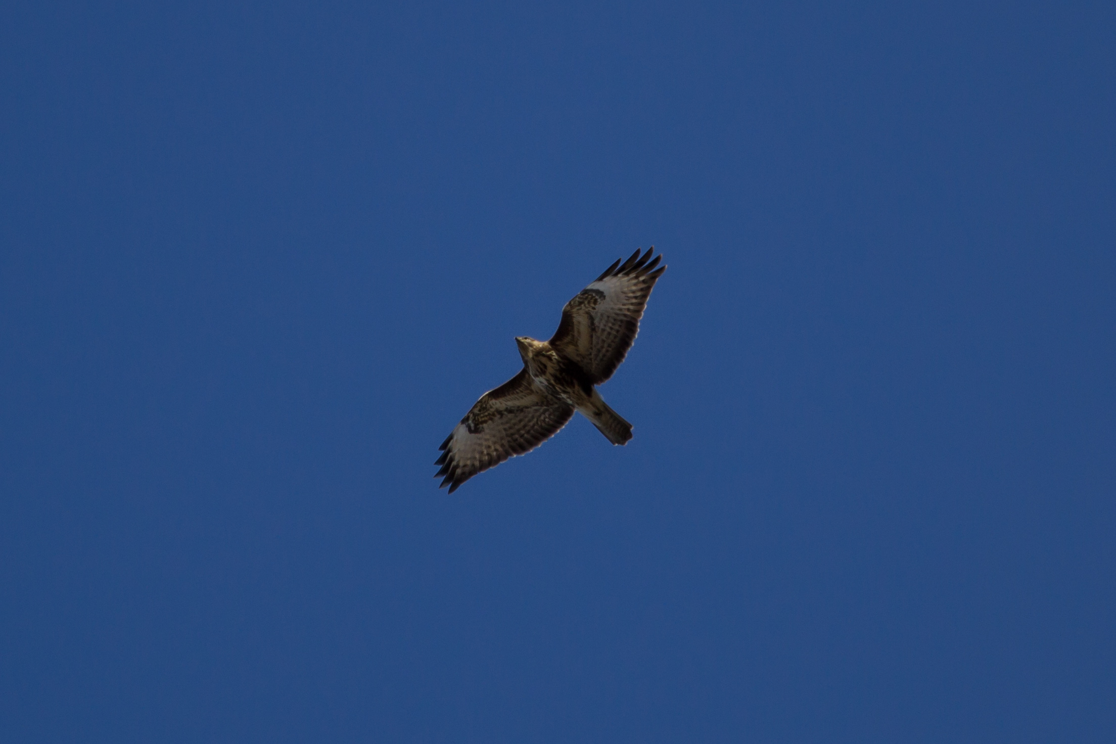 buzzard