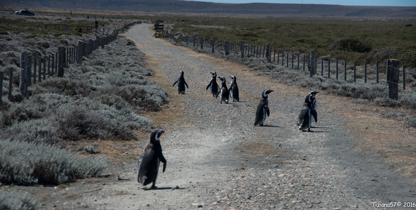 Pinguinera Cabo Virgines