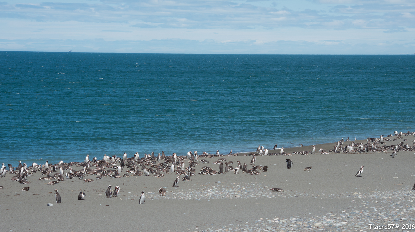 Patagonian penguin (or Magellan)