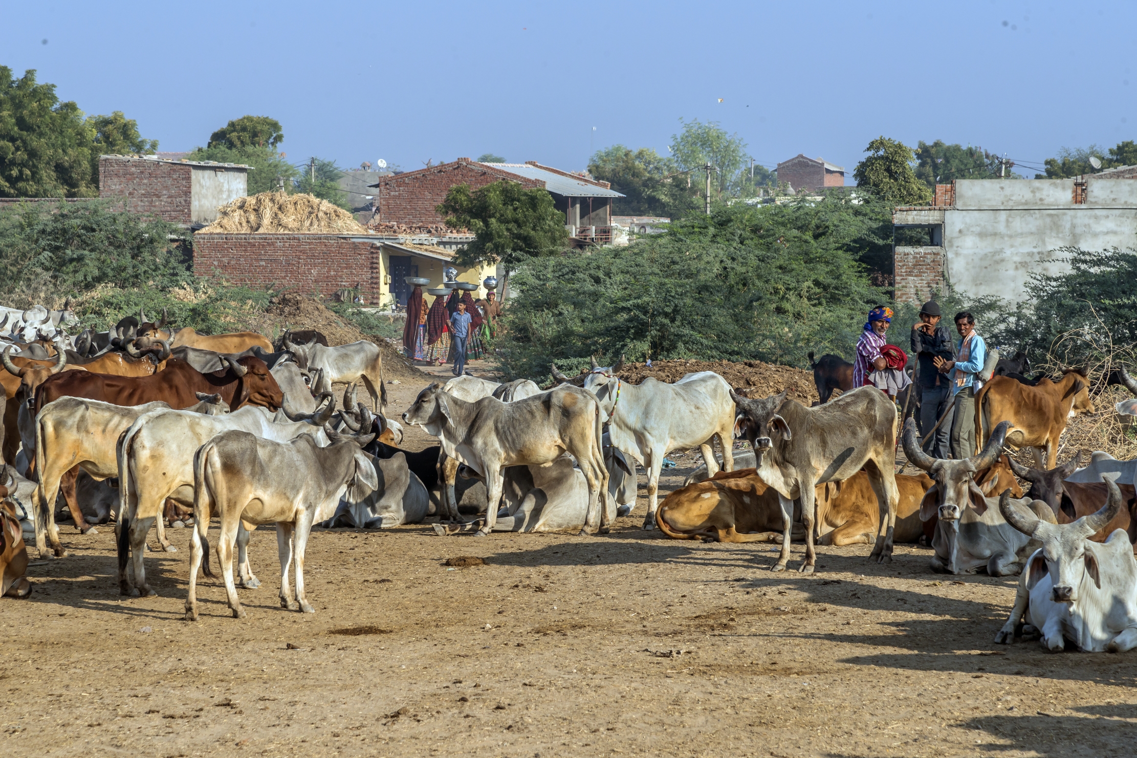 Gujarat 2015 - Nei pressi di una fonte