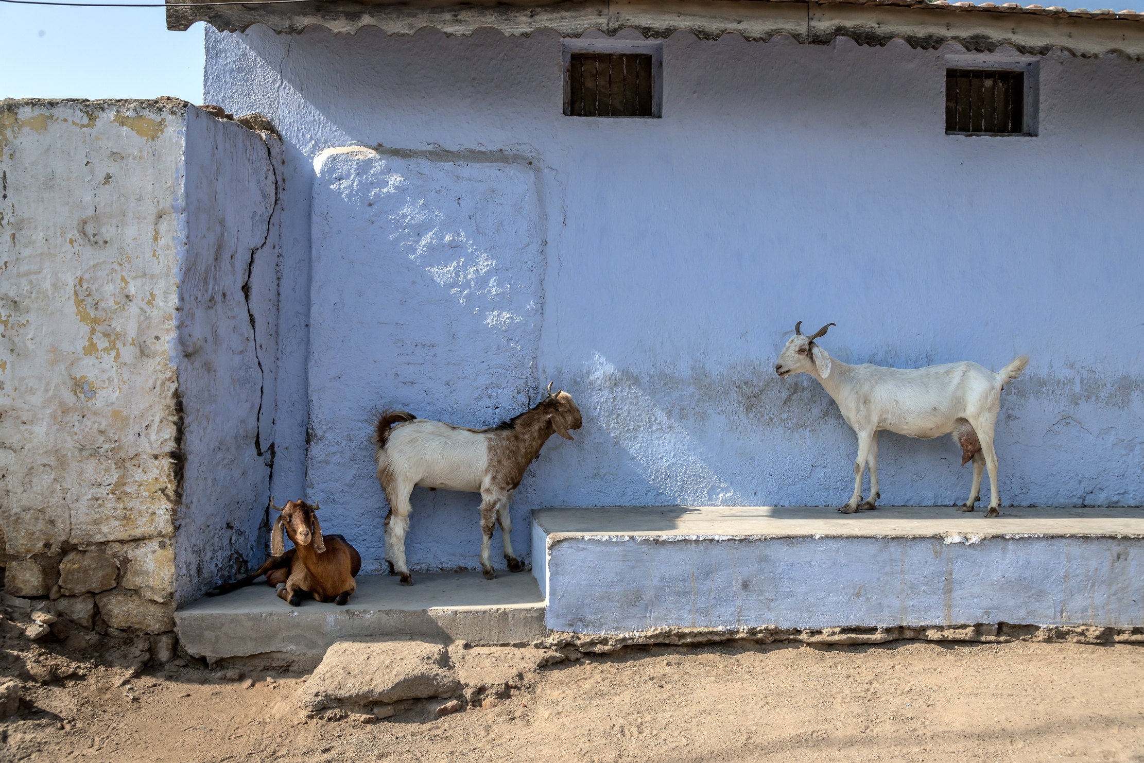 Gujarat 2015 - Le caprette nel villaggio