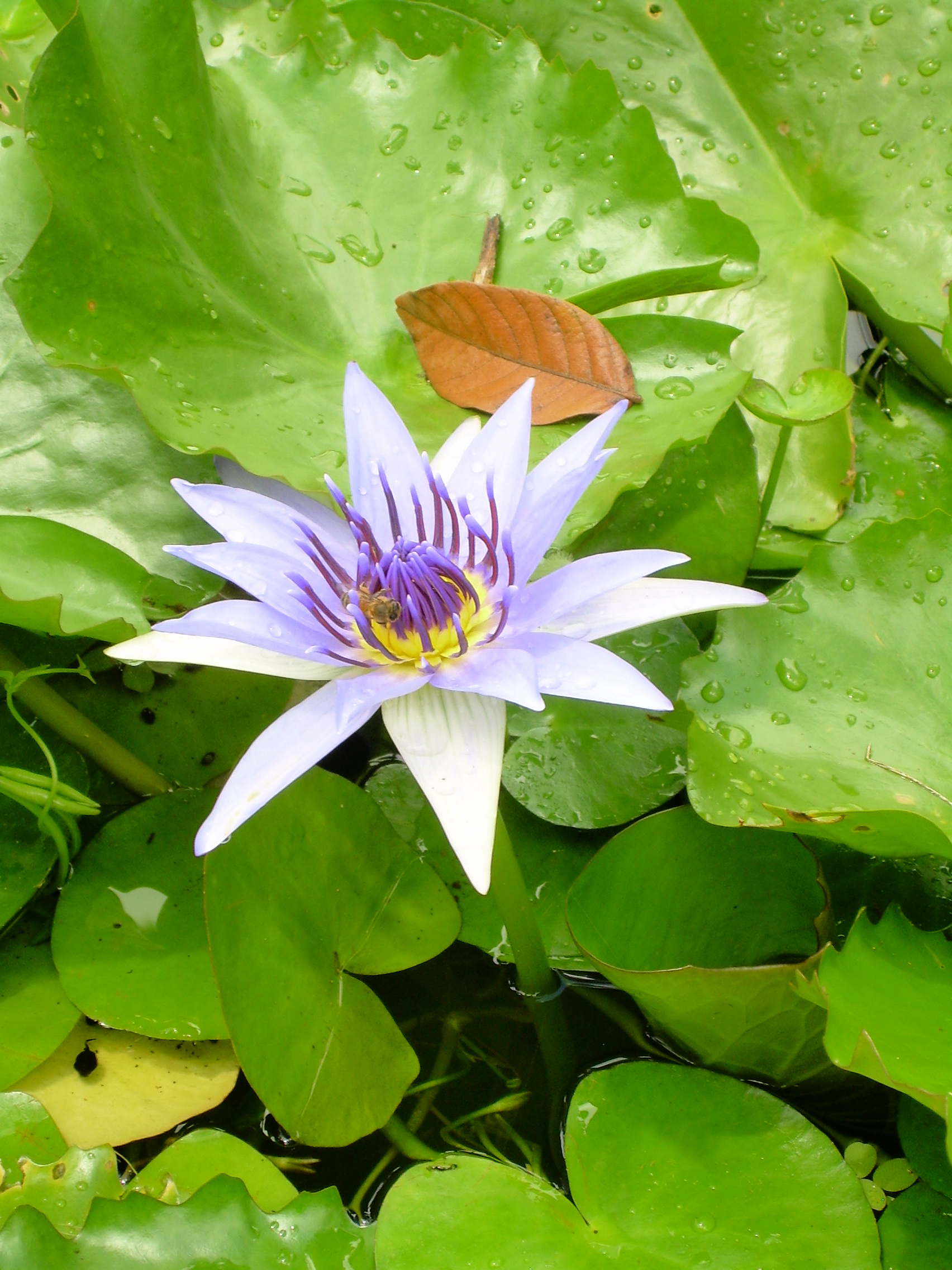 Floating flower at Jardin de Balata (Martinique)