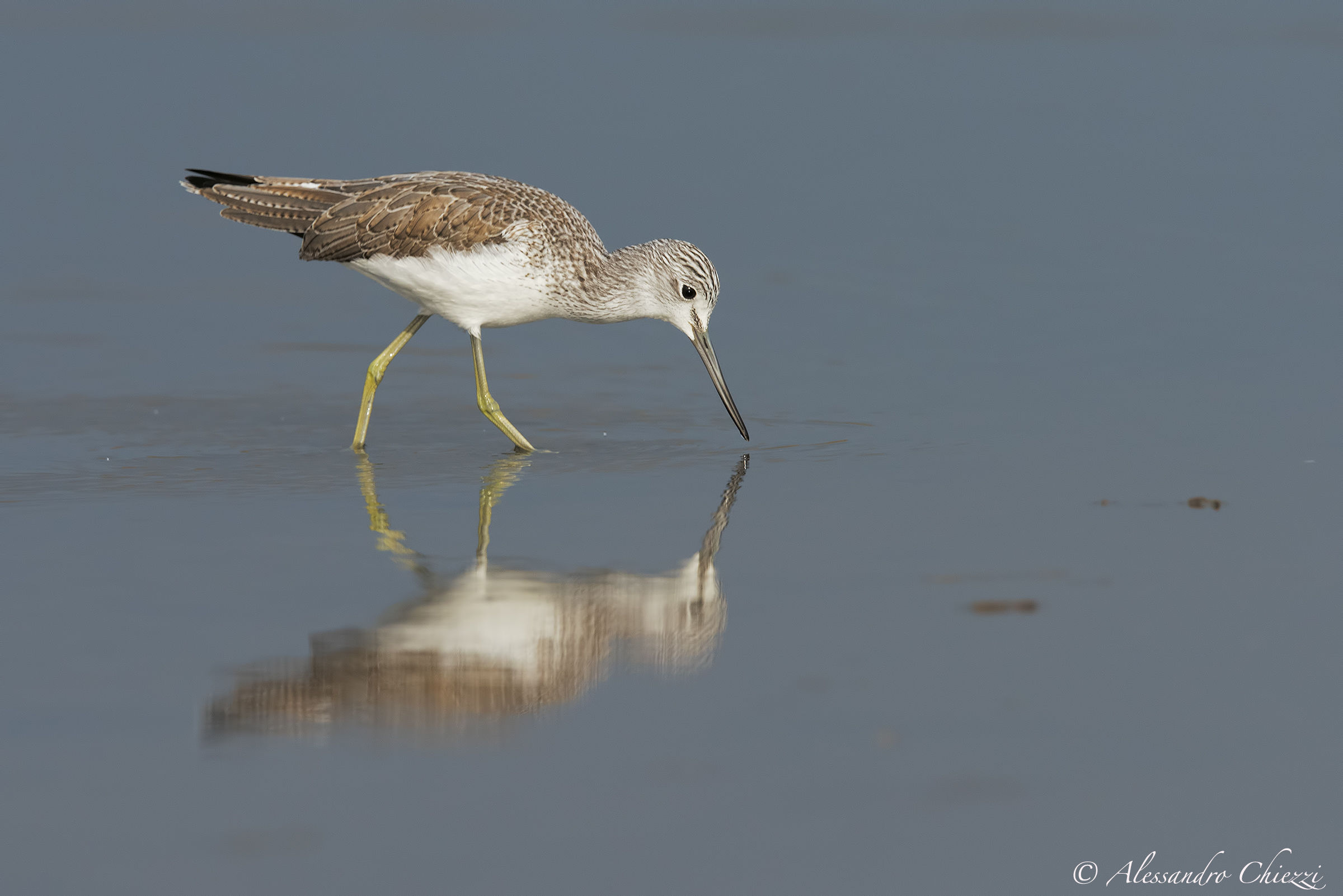 Pantana and reflection