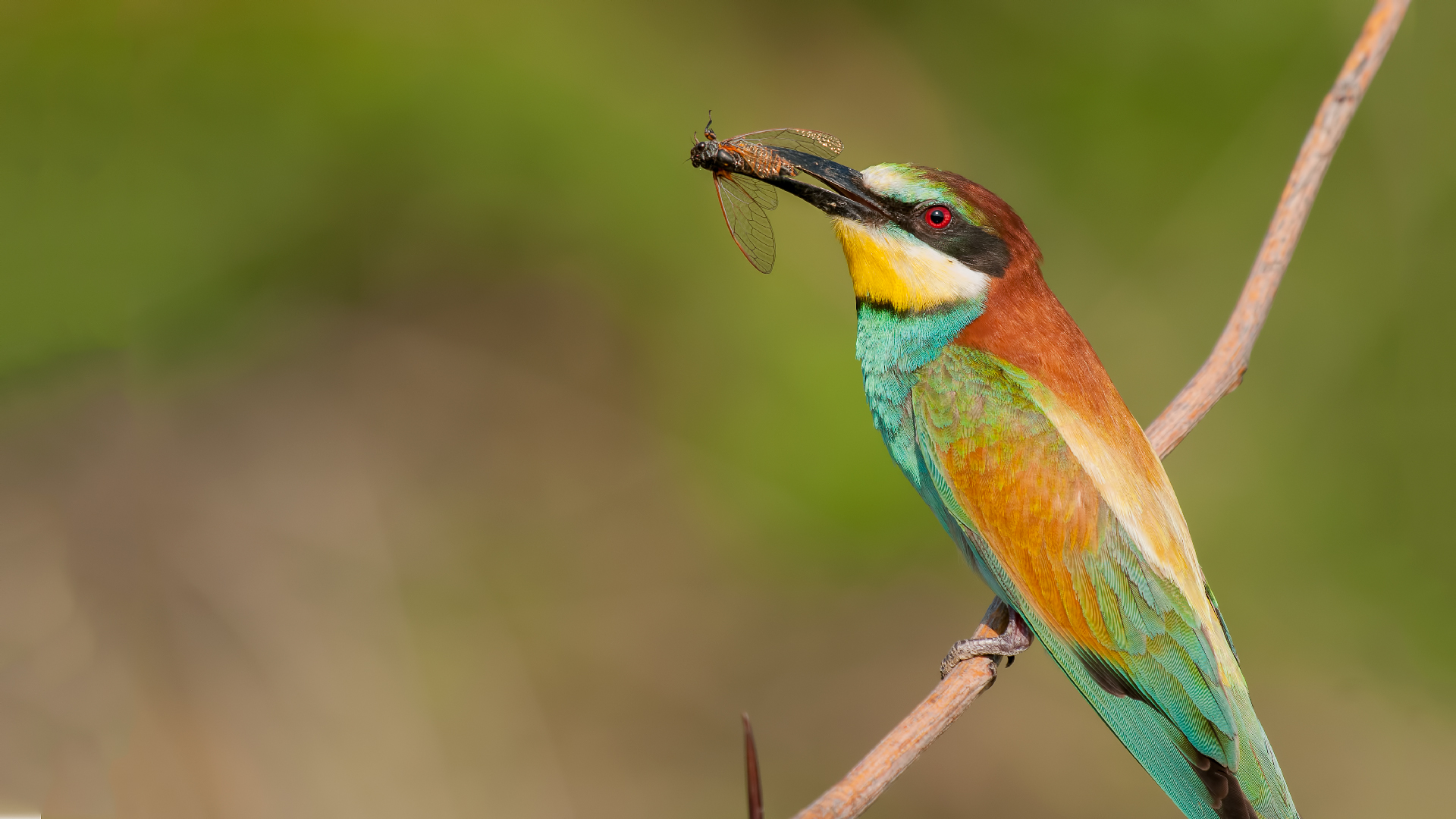 Gruccione »Merops apiaster