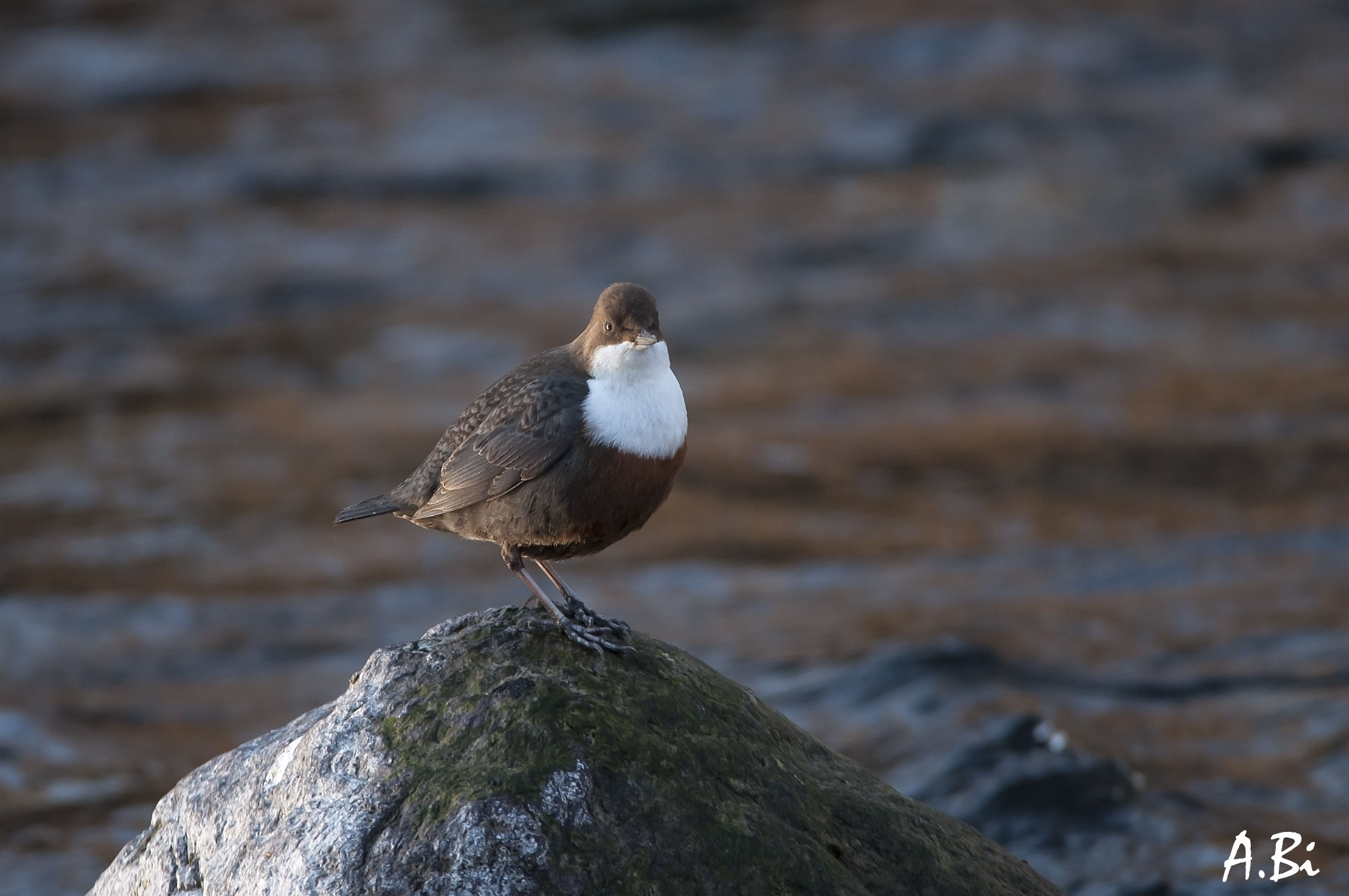 Dipper