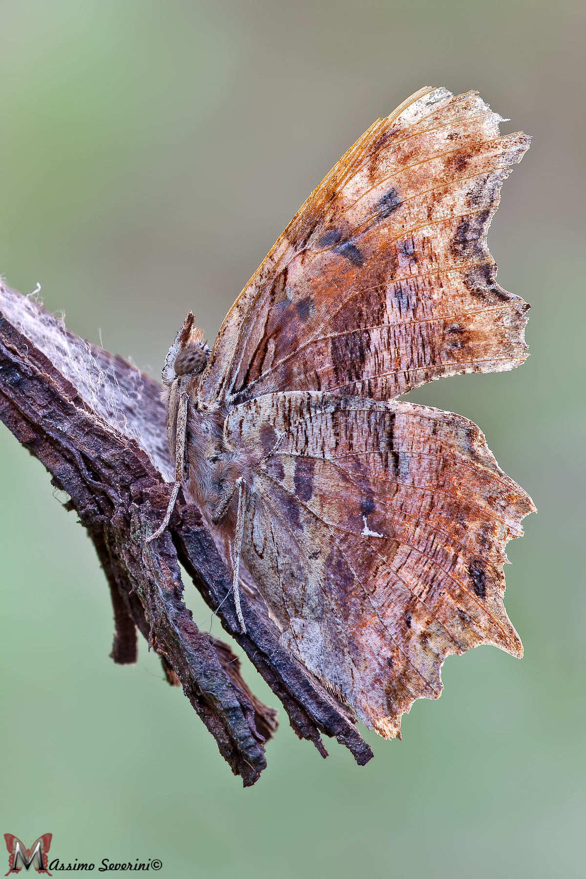 Ridatemi le antenne!