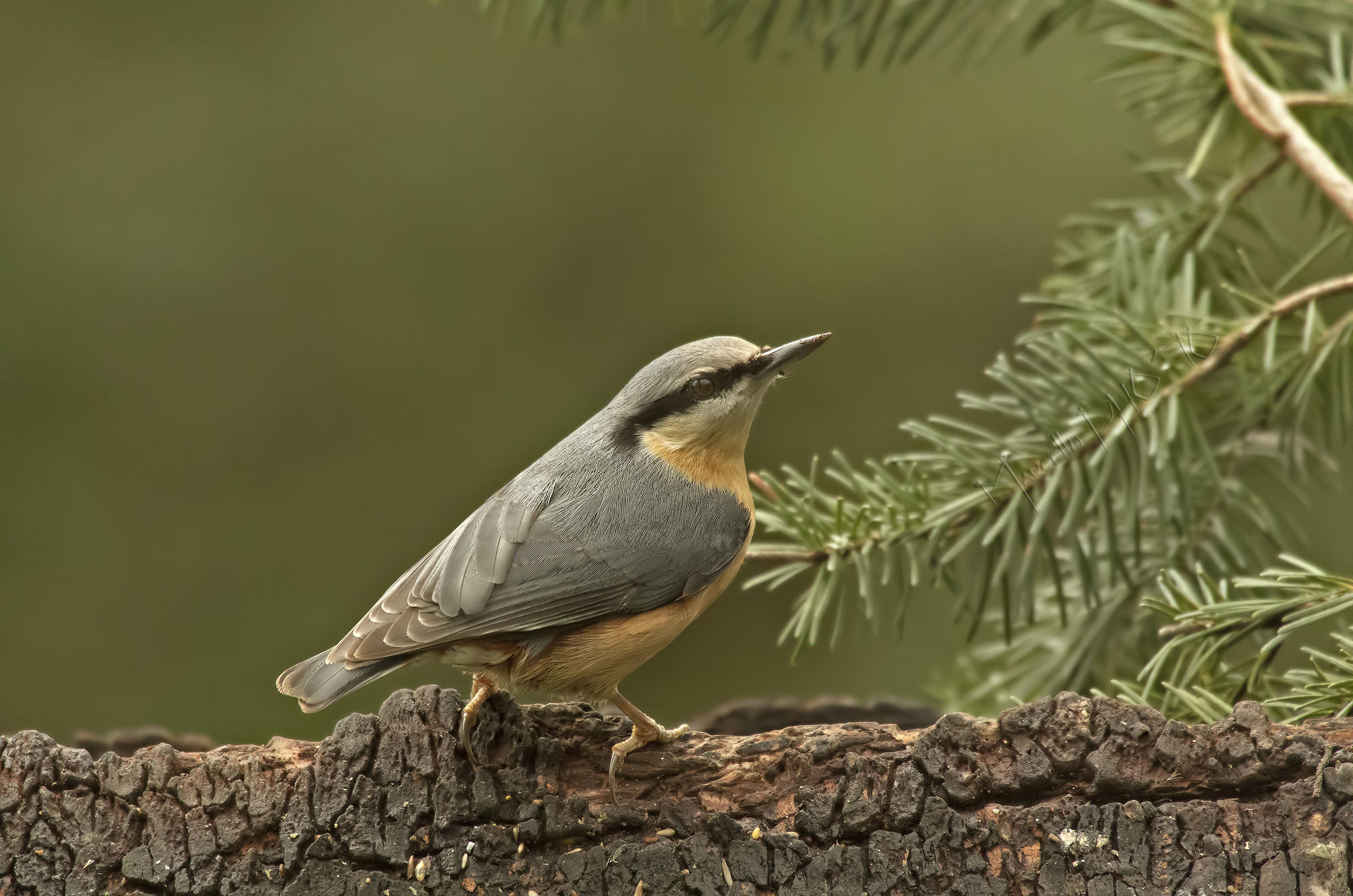 Nuthatch