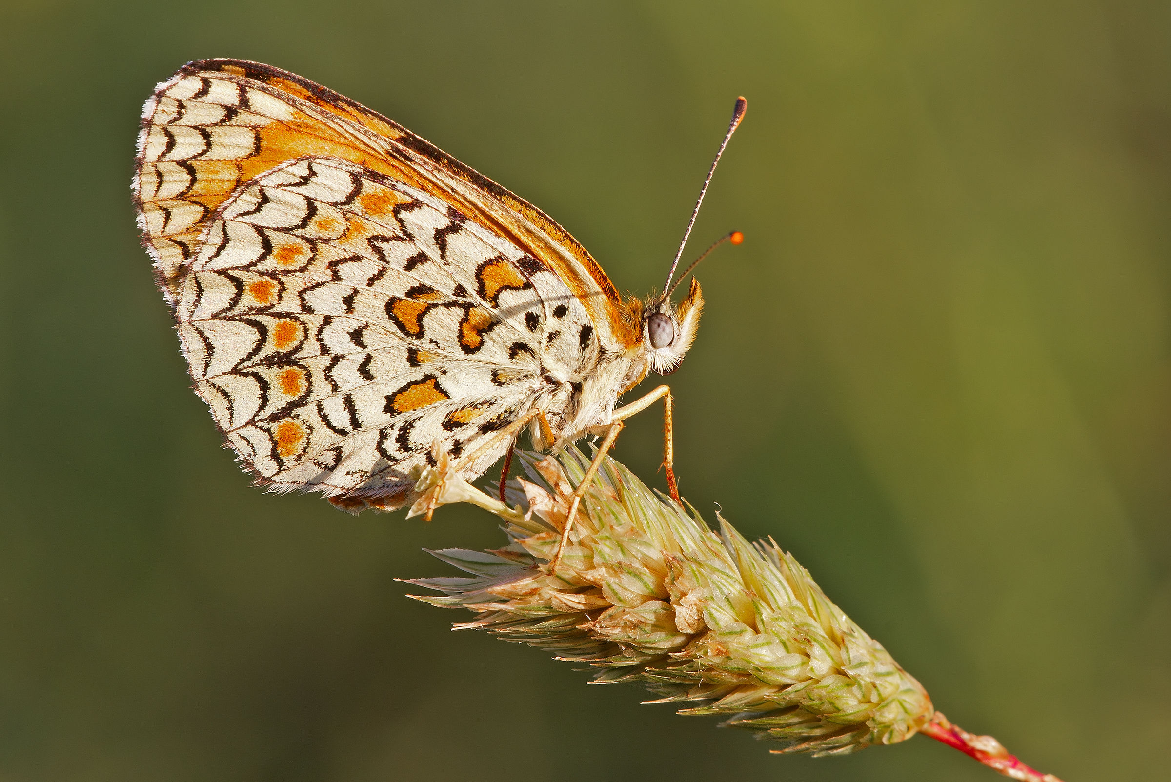 Melitaea Athalia the first rays of sun