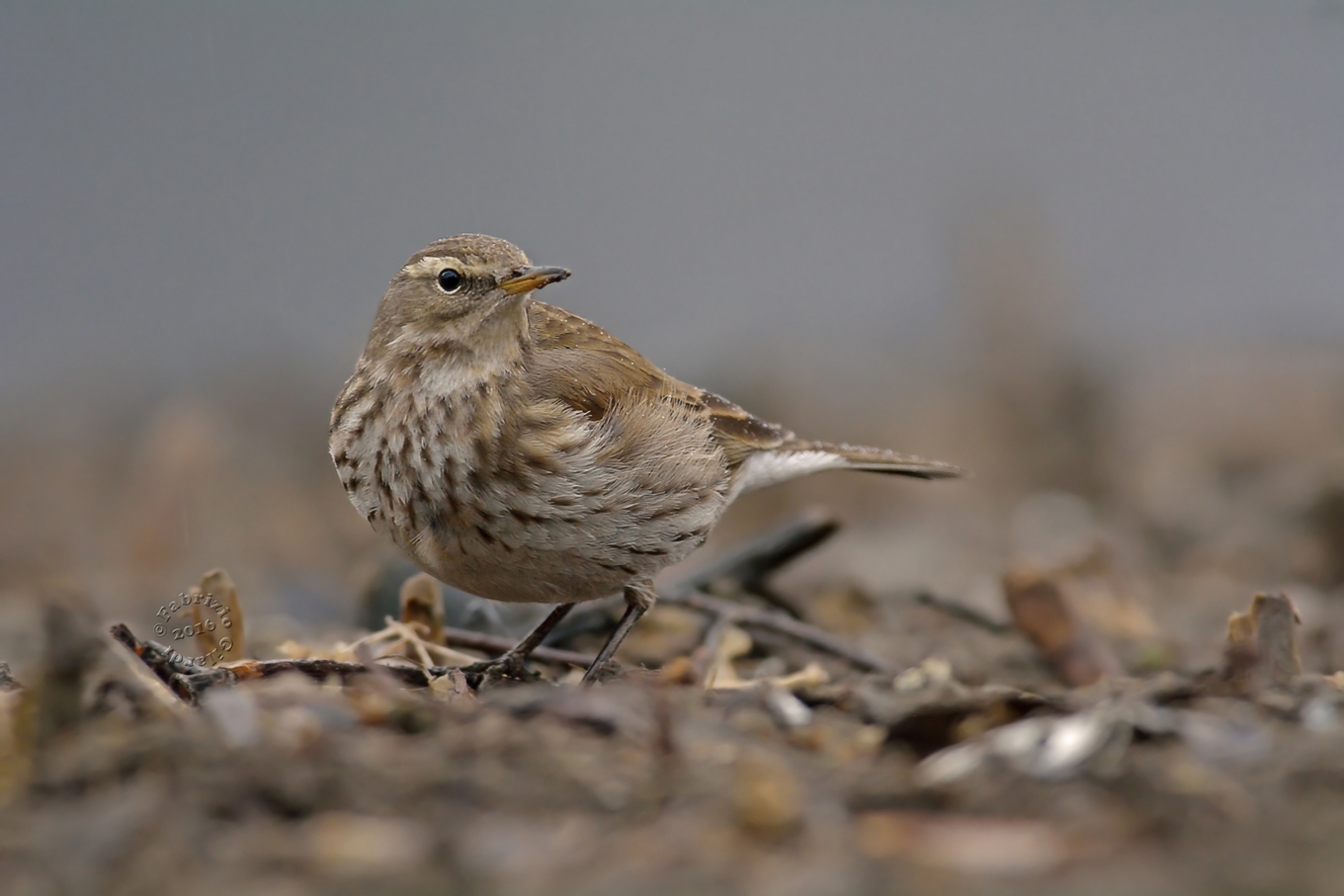 Pipit (Anthus spinoletta)