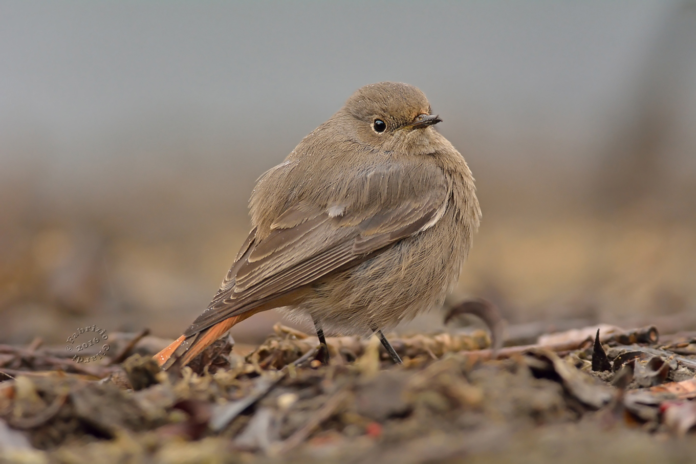 Black redstart (Phoenicurus ochruros)