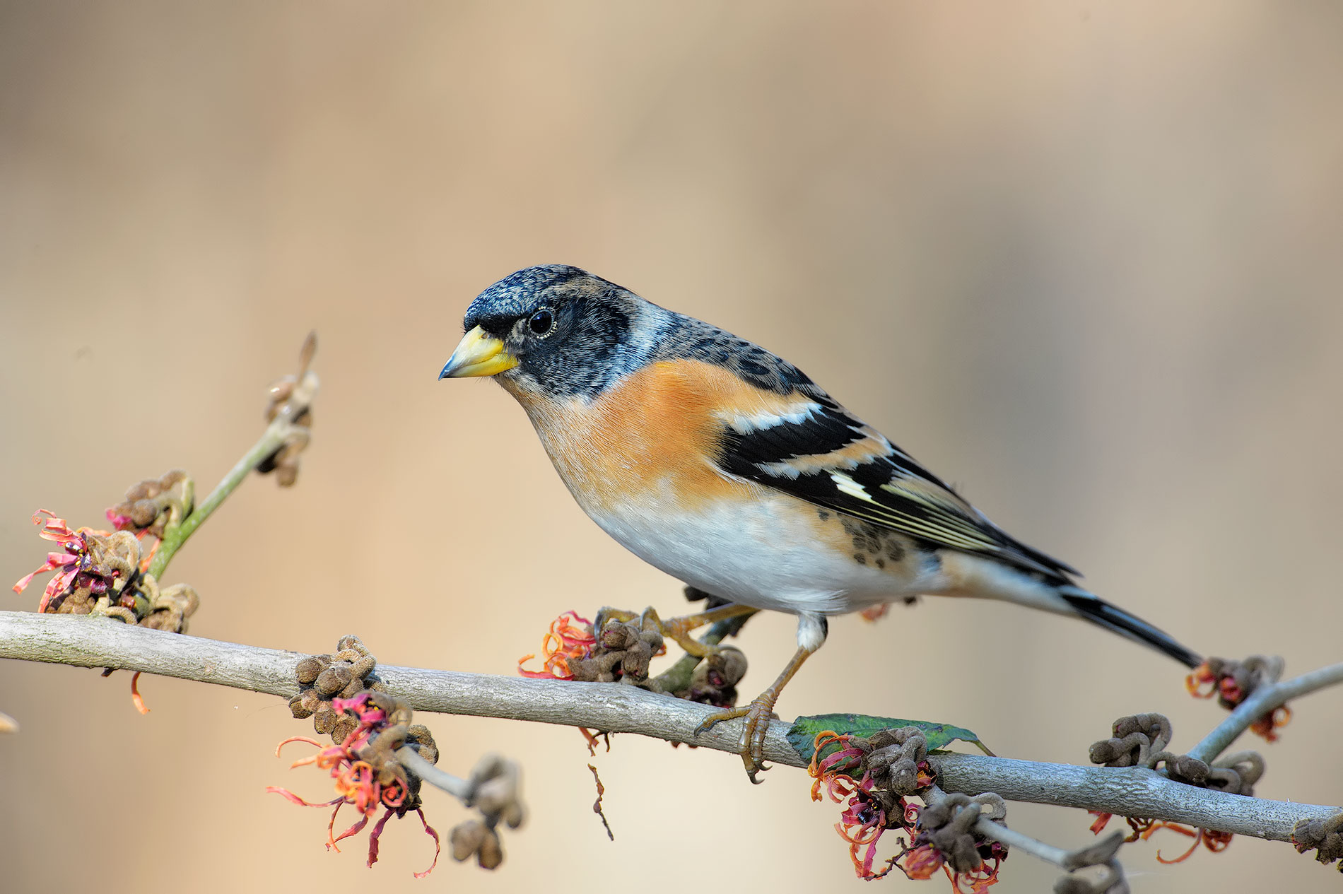 brambling m,