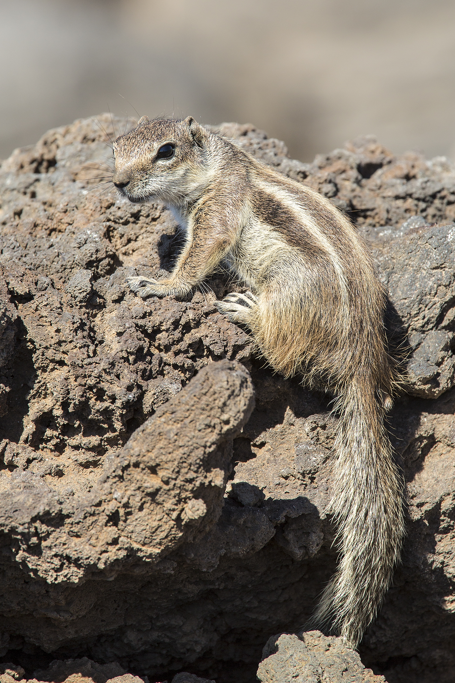 squirrel Canarian