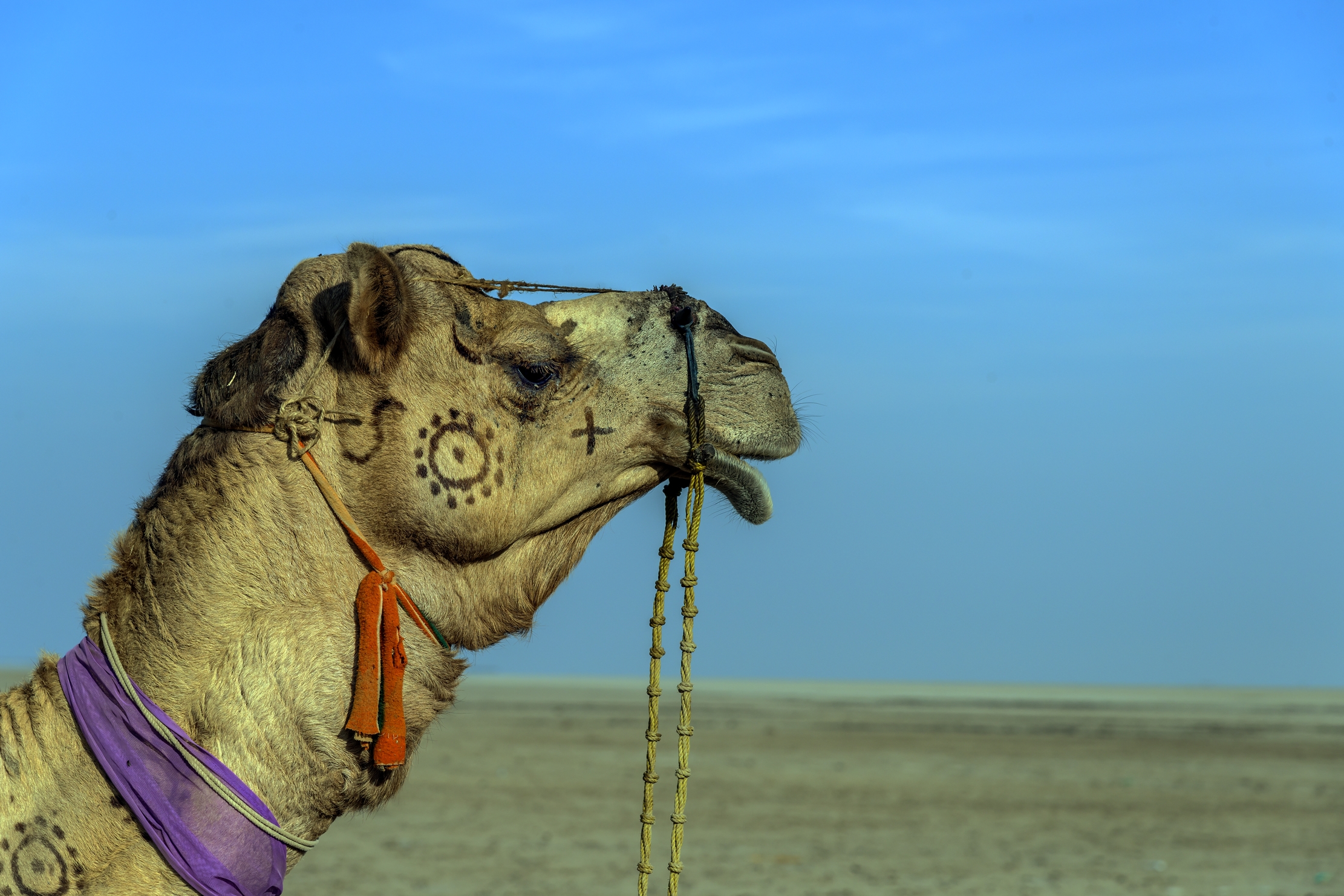 Gujarat 2015 - Nel deserto