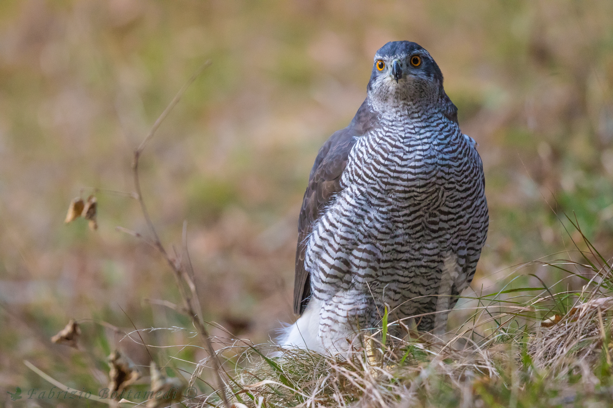 The look of the goshawk
