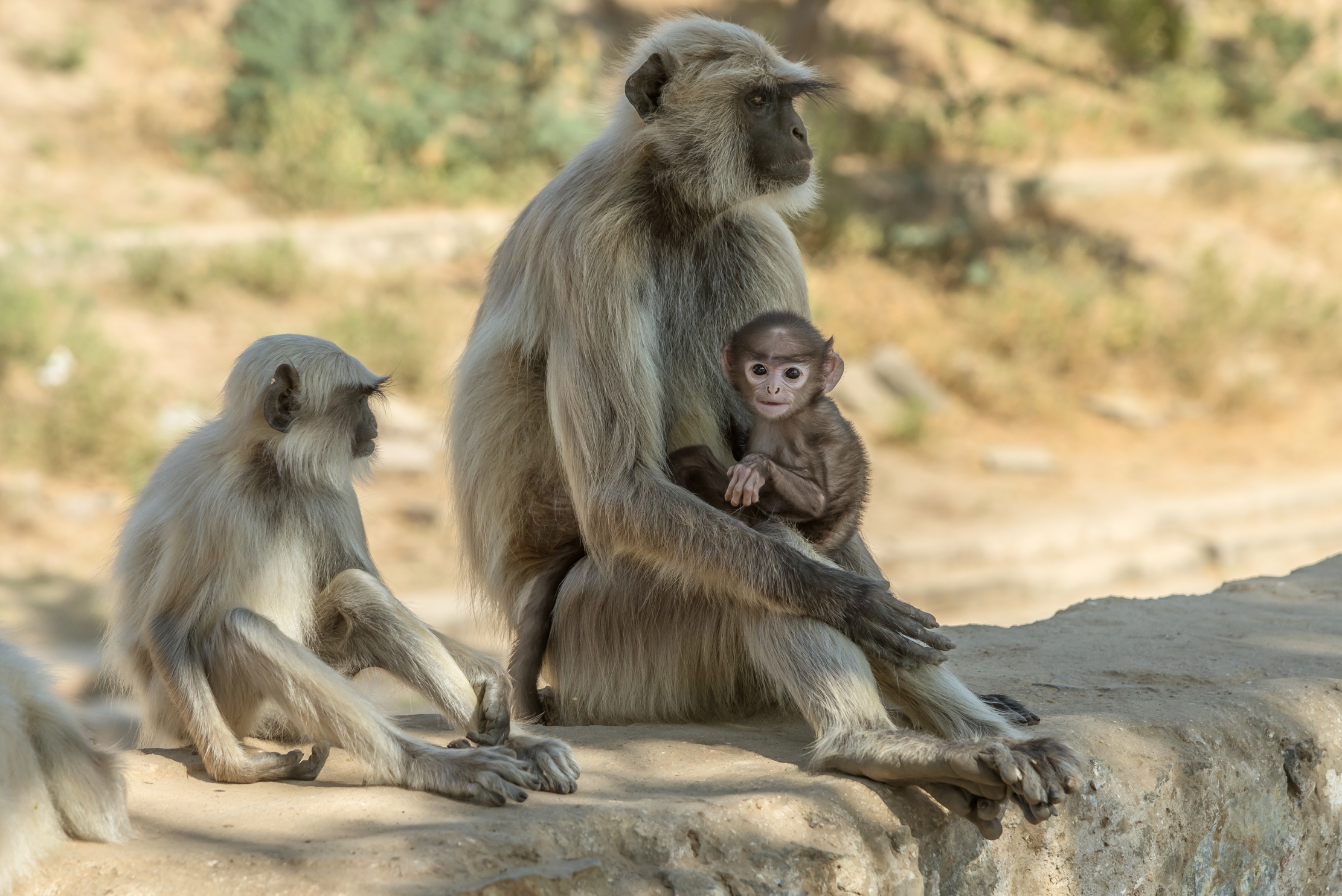 Gujarat 2015 - Langur alle rovine del tempio