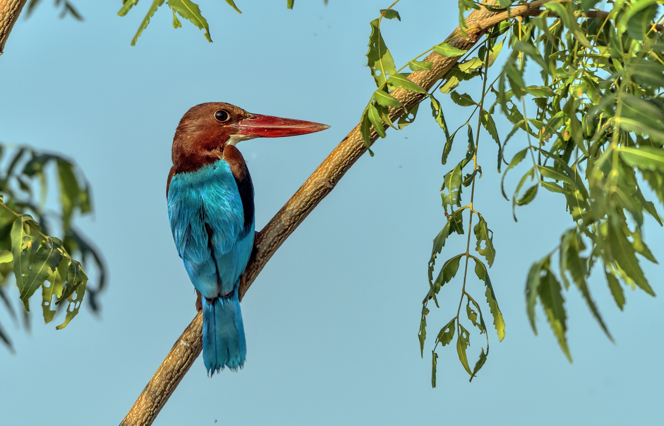Gujarat 2015 - Martino - White-throated kingfisher