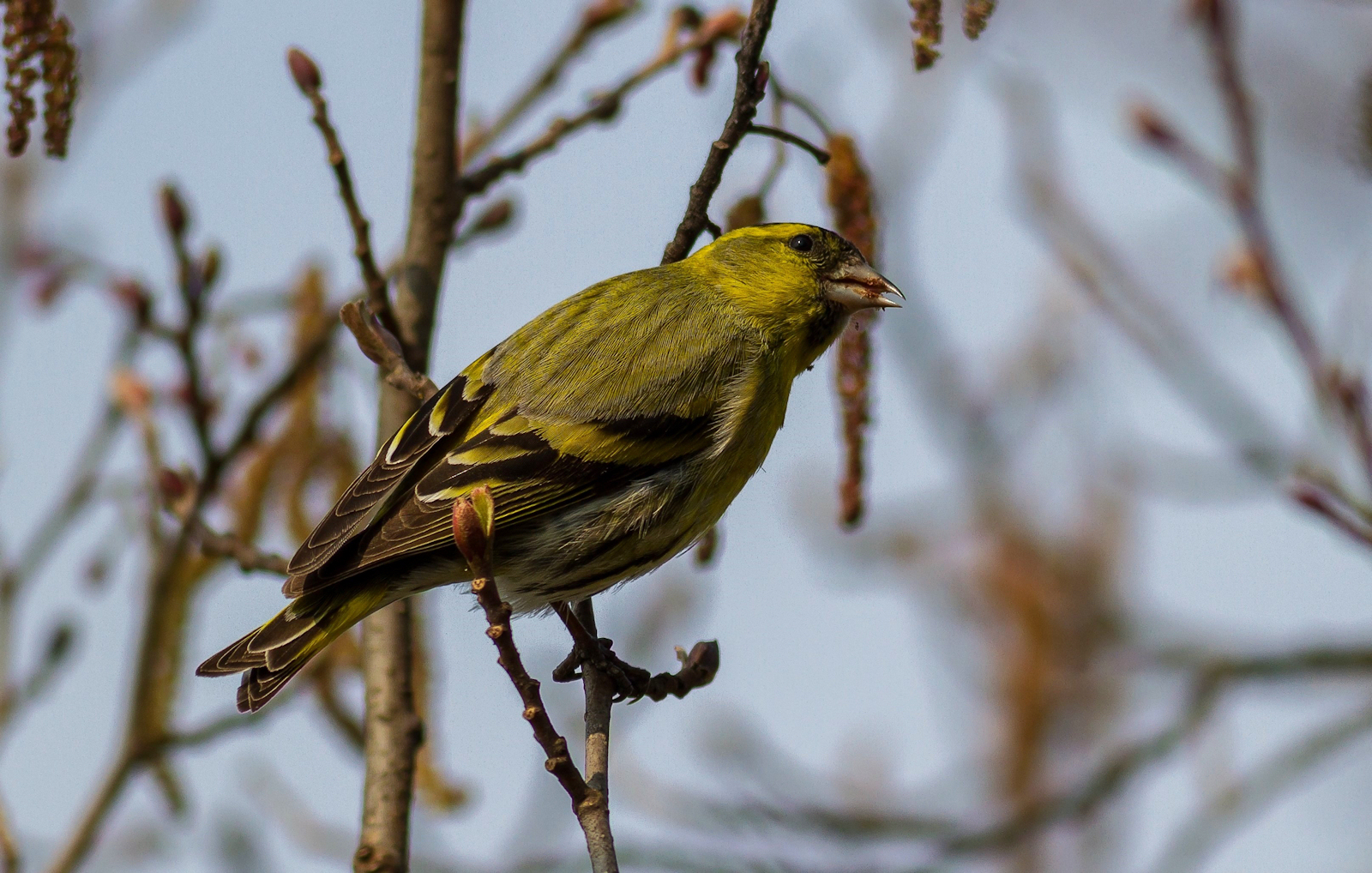 Siskin