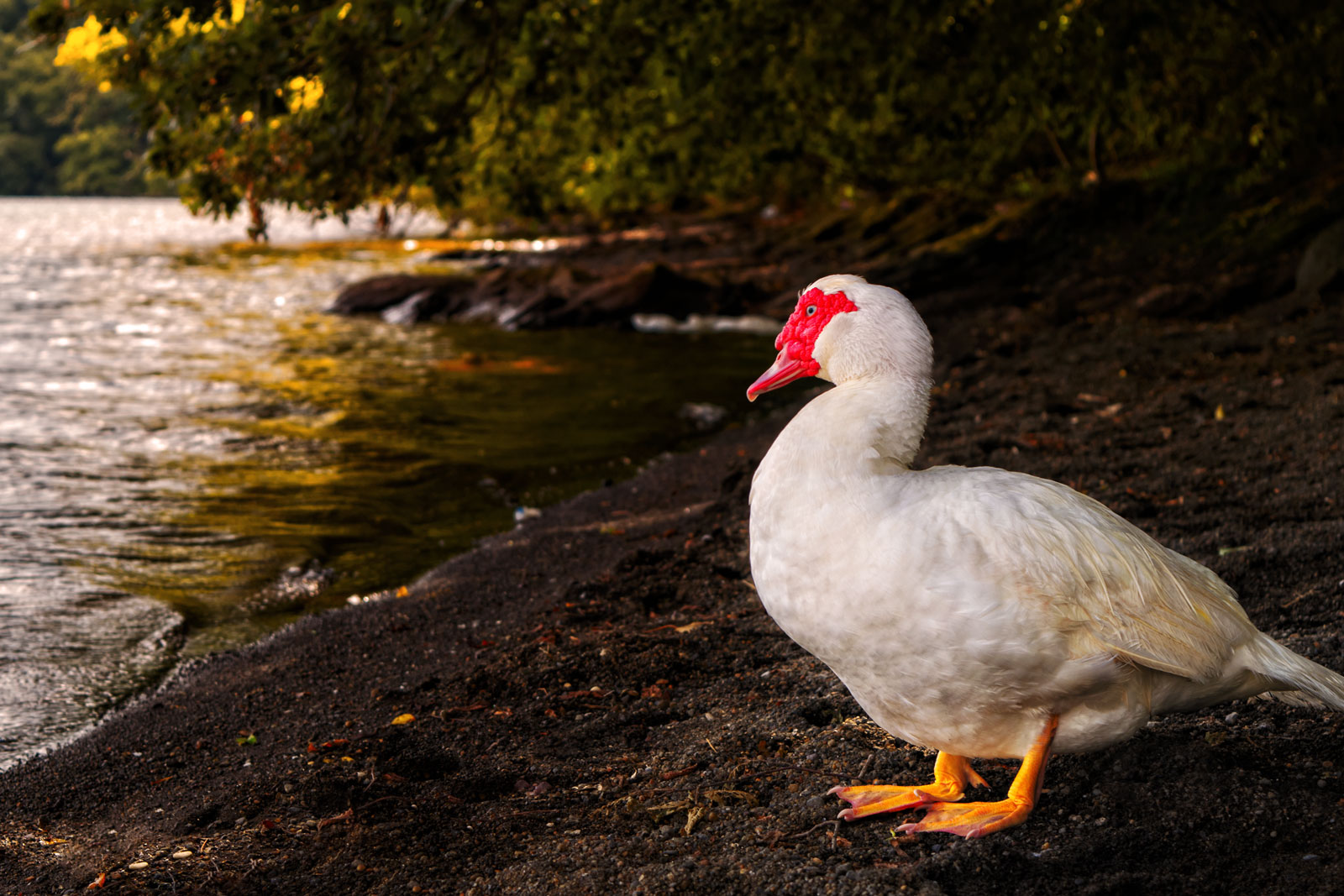 foto di Aster per il gioco di postproduzione