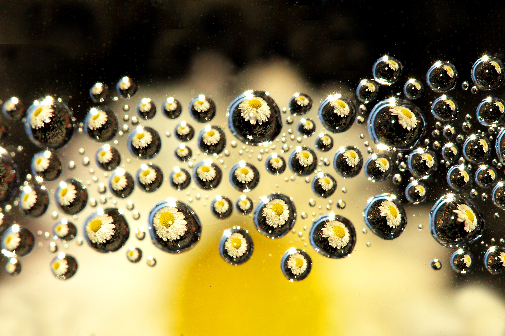 "Reflections of daisies"