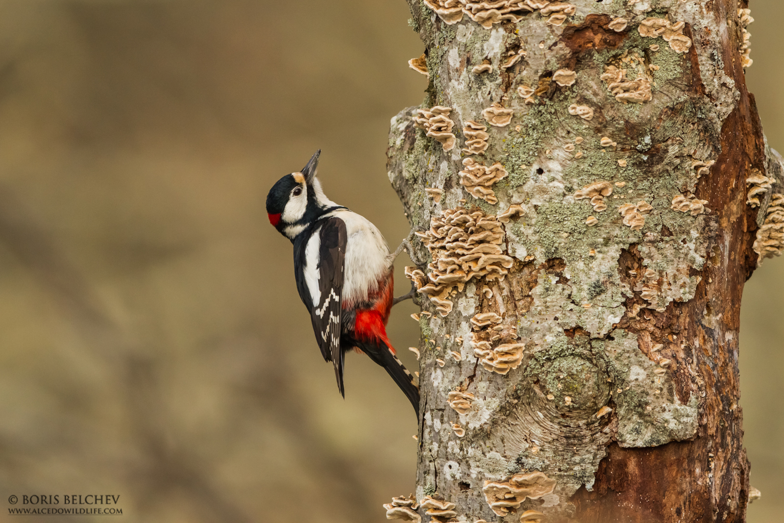 Picchio rosso maggiore (Dendrocopos major)