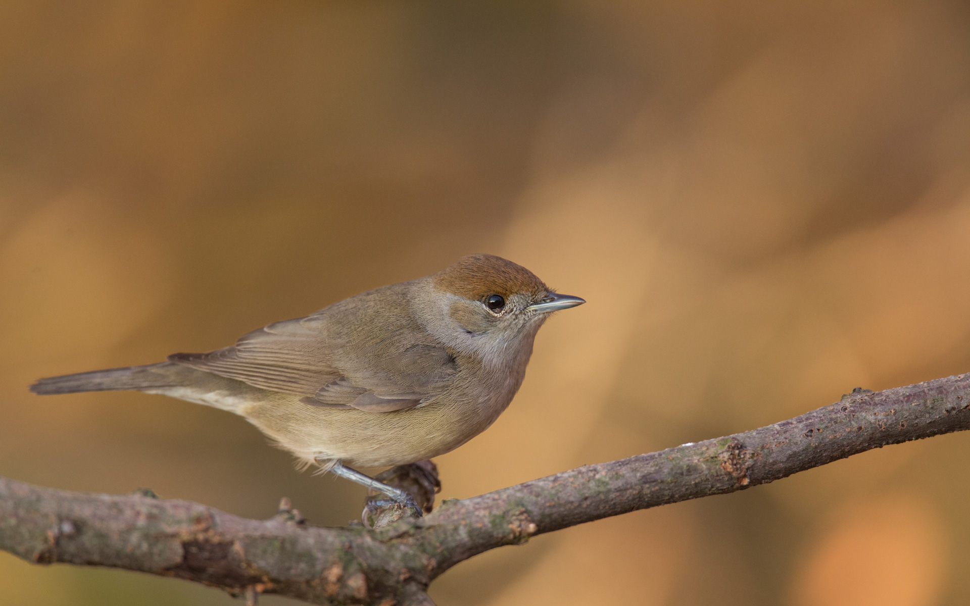 Capinera - Femmina. Va matta per il pandoro.