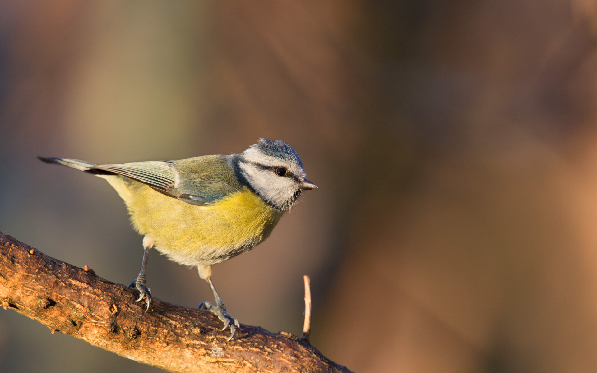 The tit. One of the many hungry blue tits.