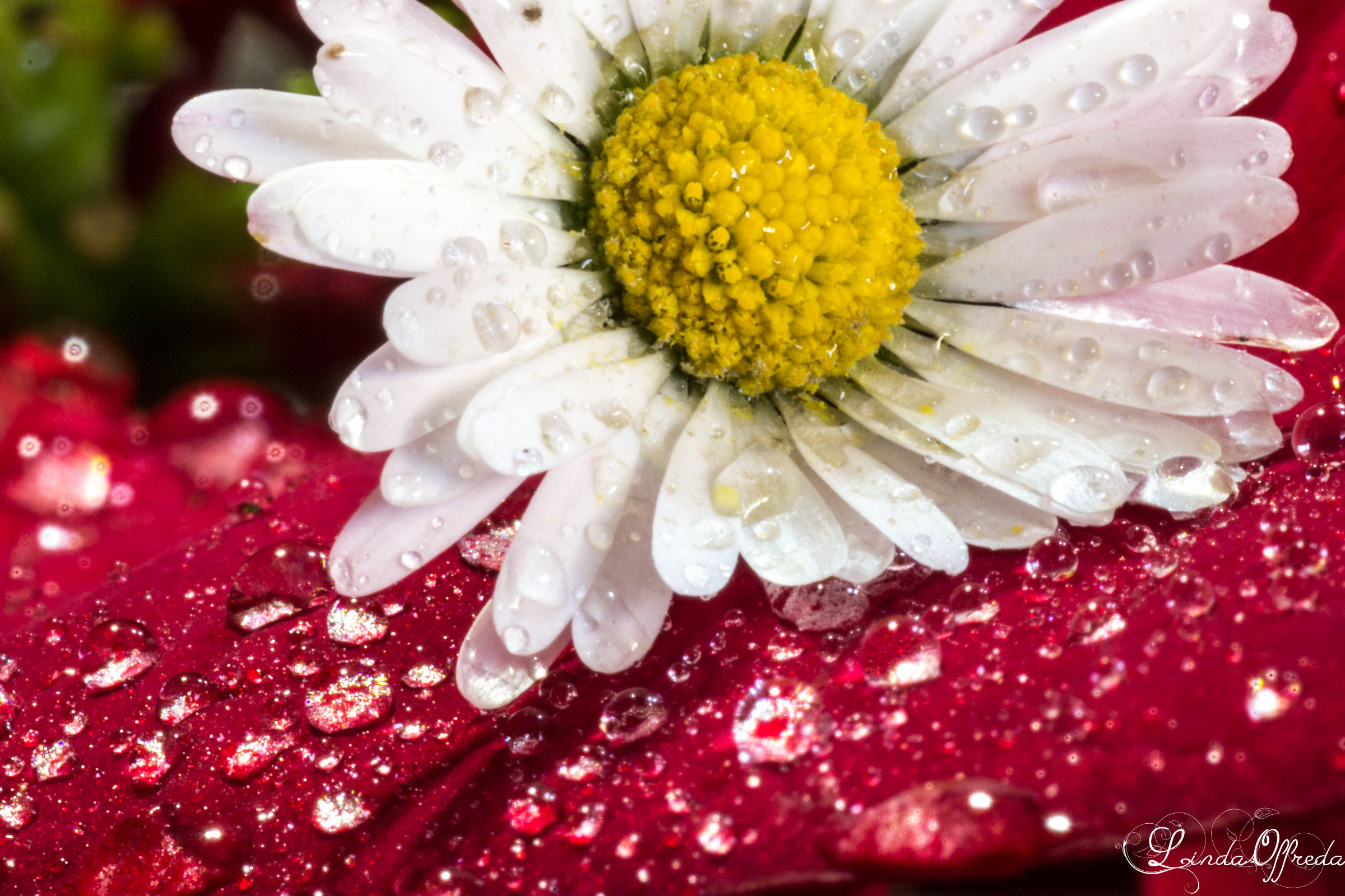 Daisy on Poppy after the rain
