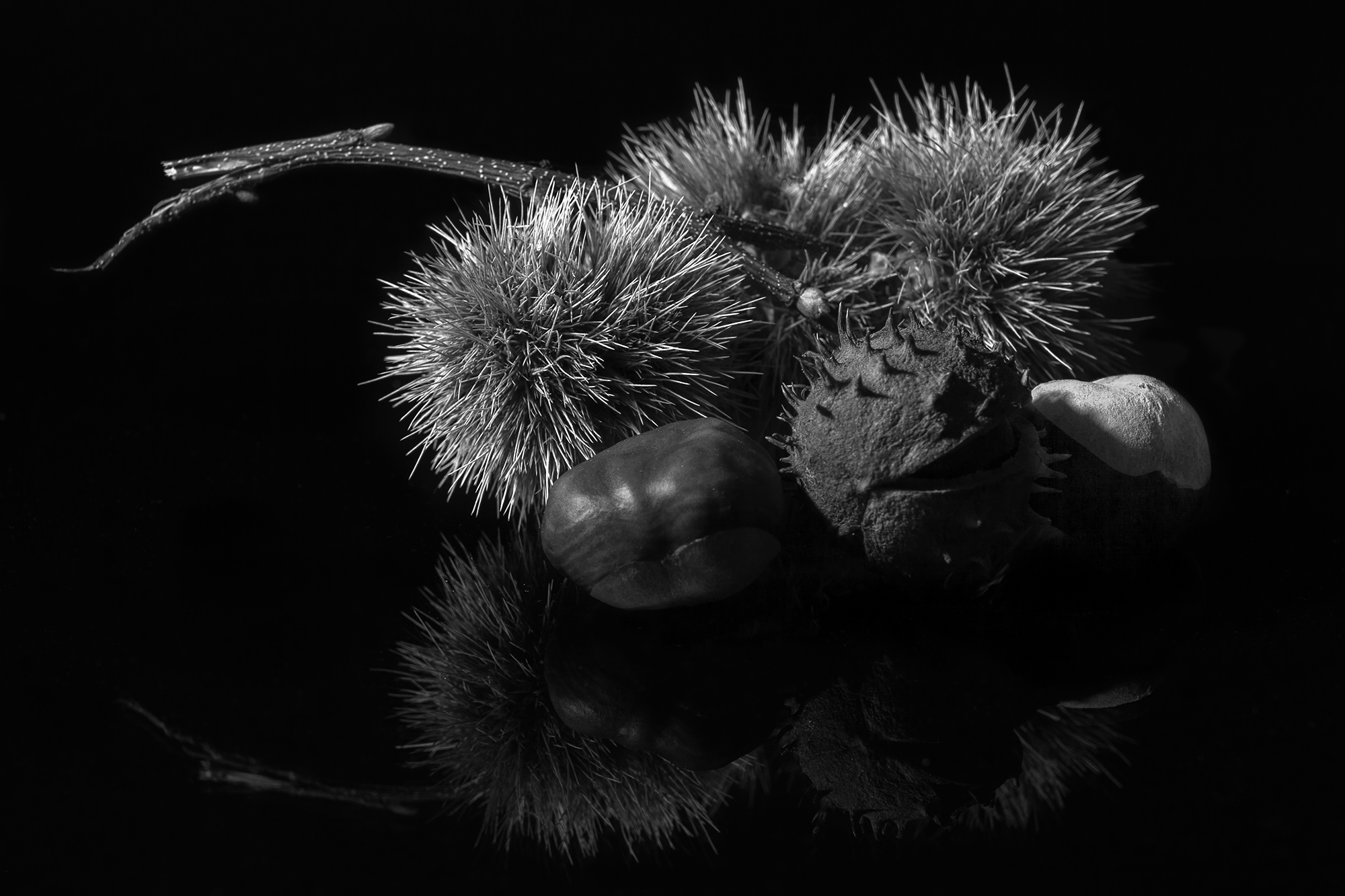 Castagne b&w