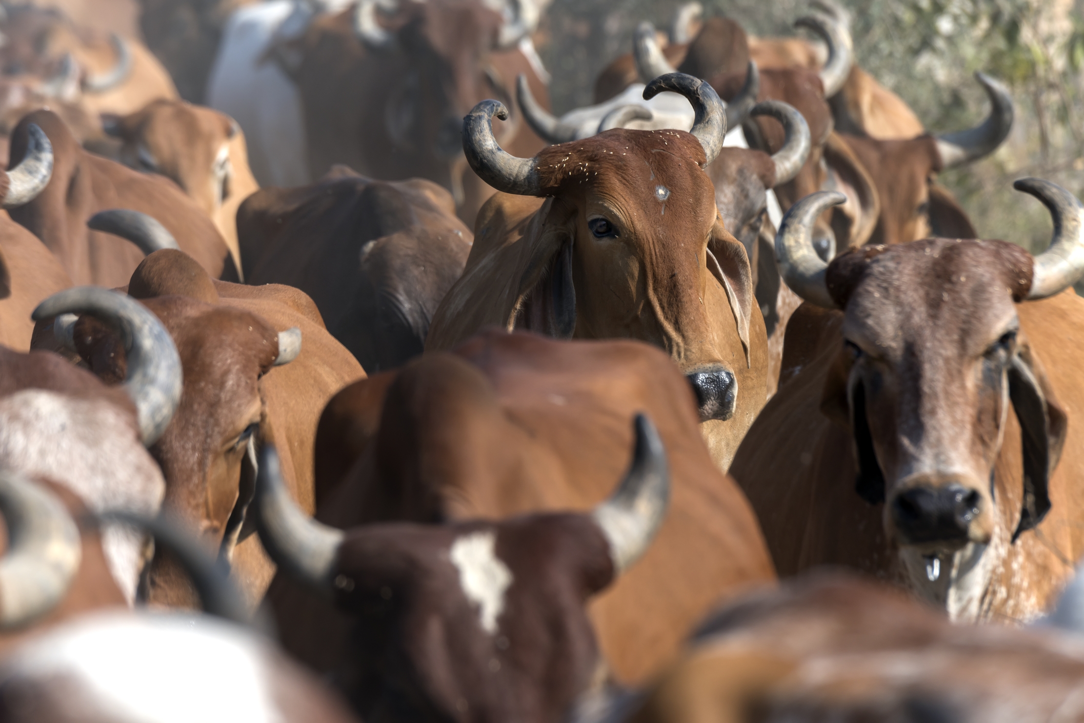 Gujarat 2015 - ... the cows are sacred ...