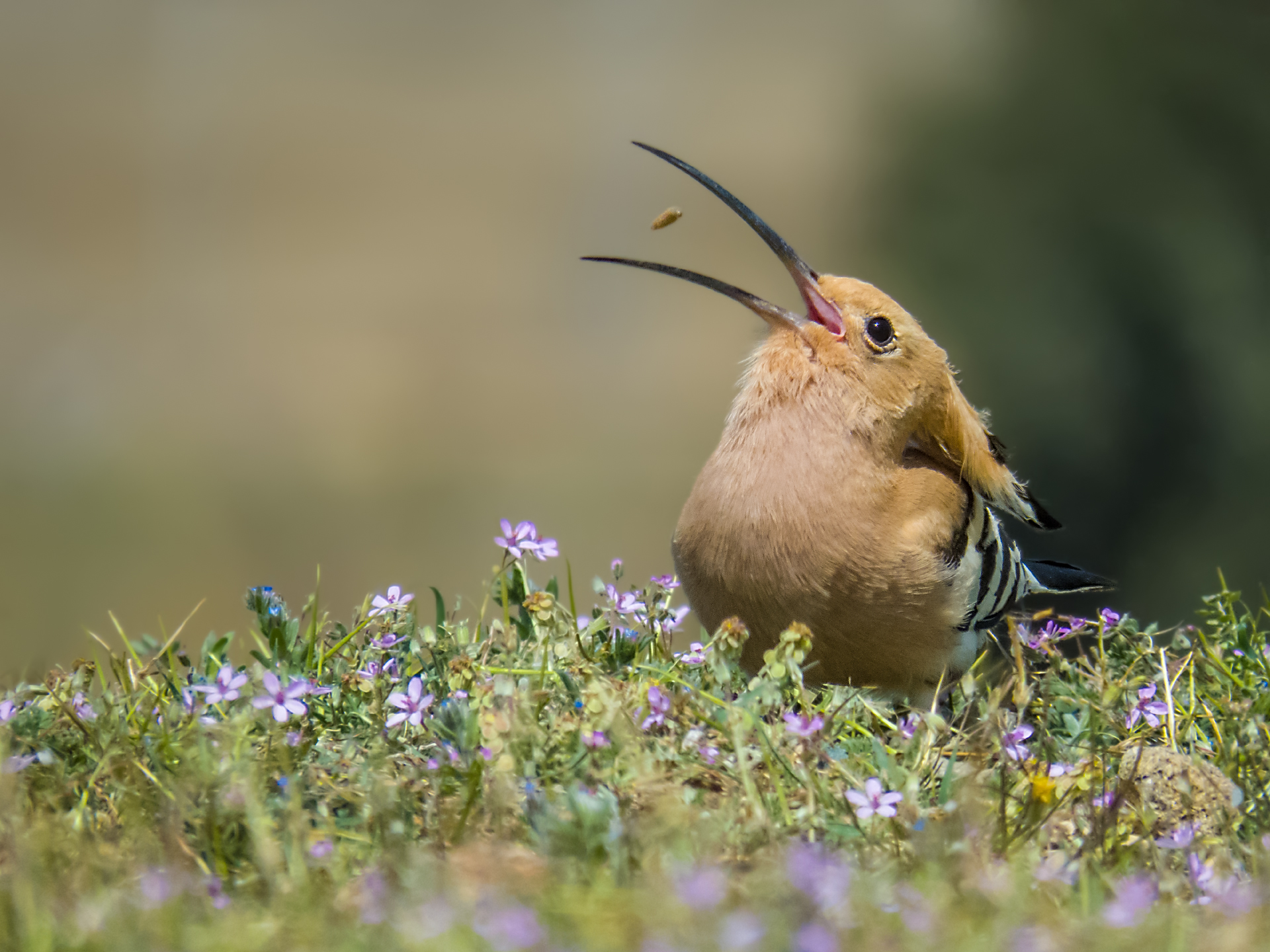Hoopoe