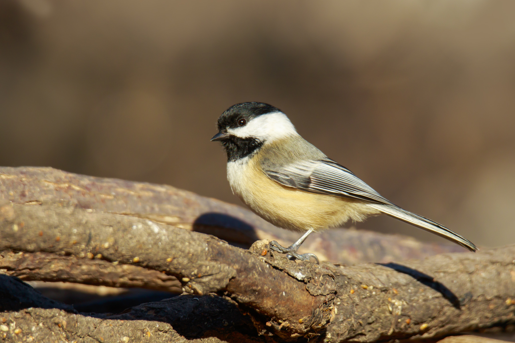 Black Capped Chickadee
