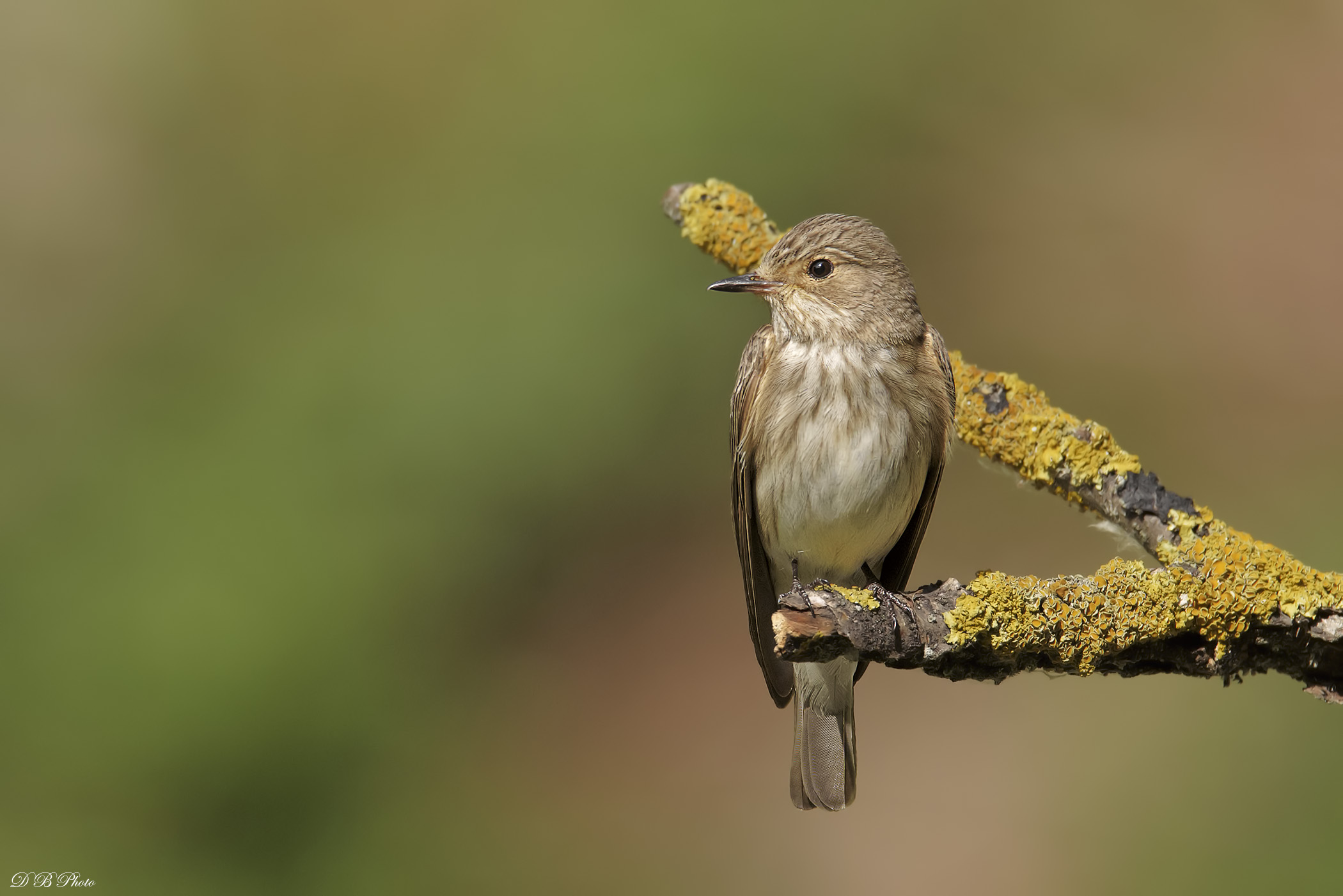 Flycatcher (Muscicapa striata)