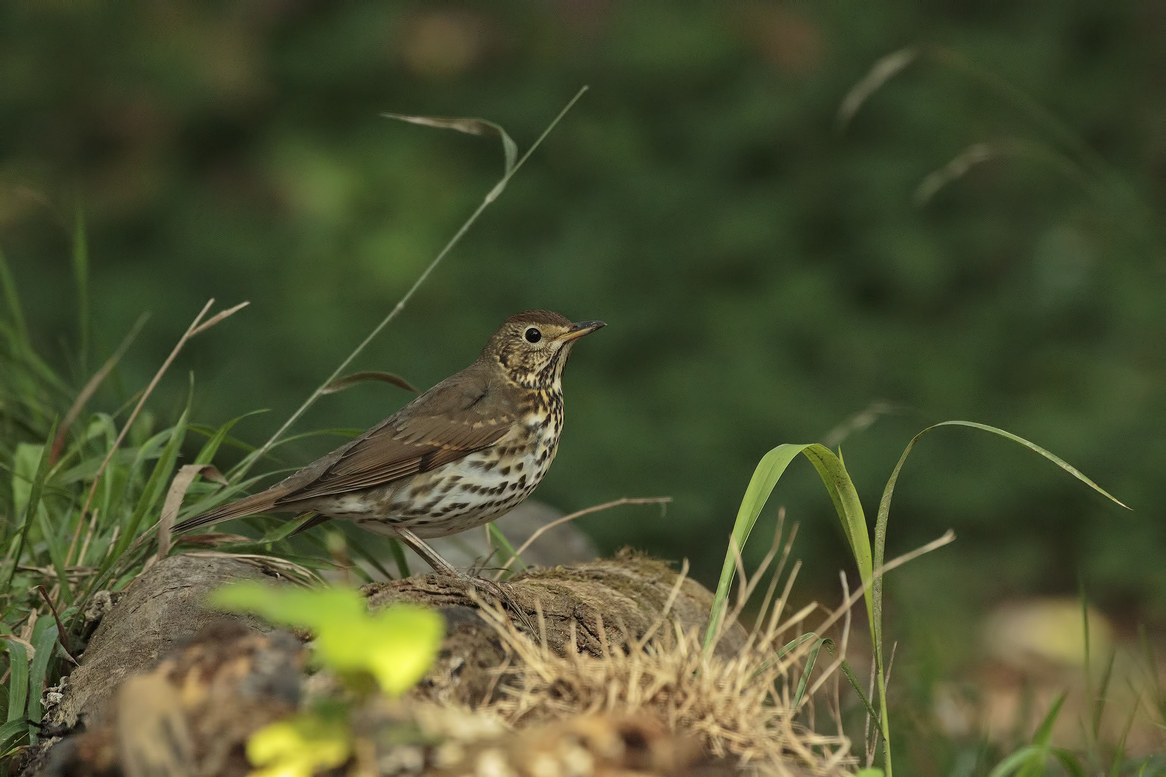 Song Thrush
