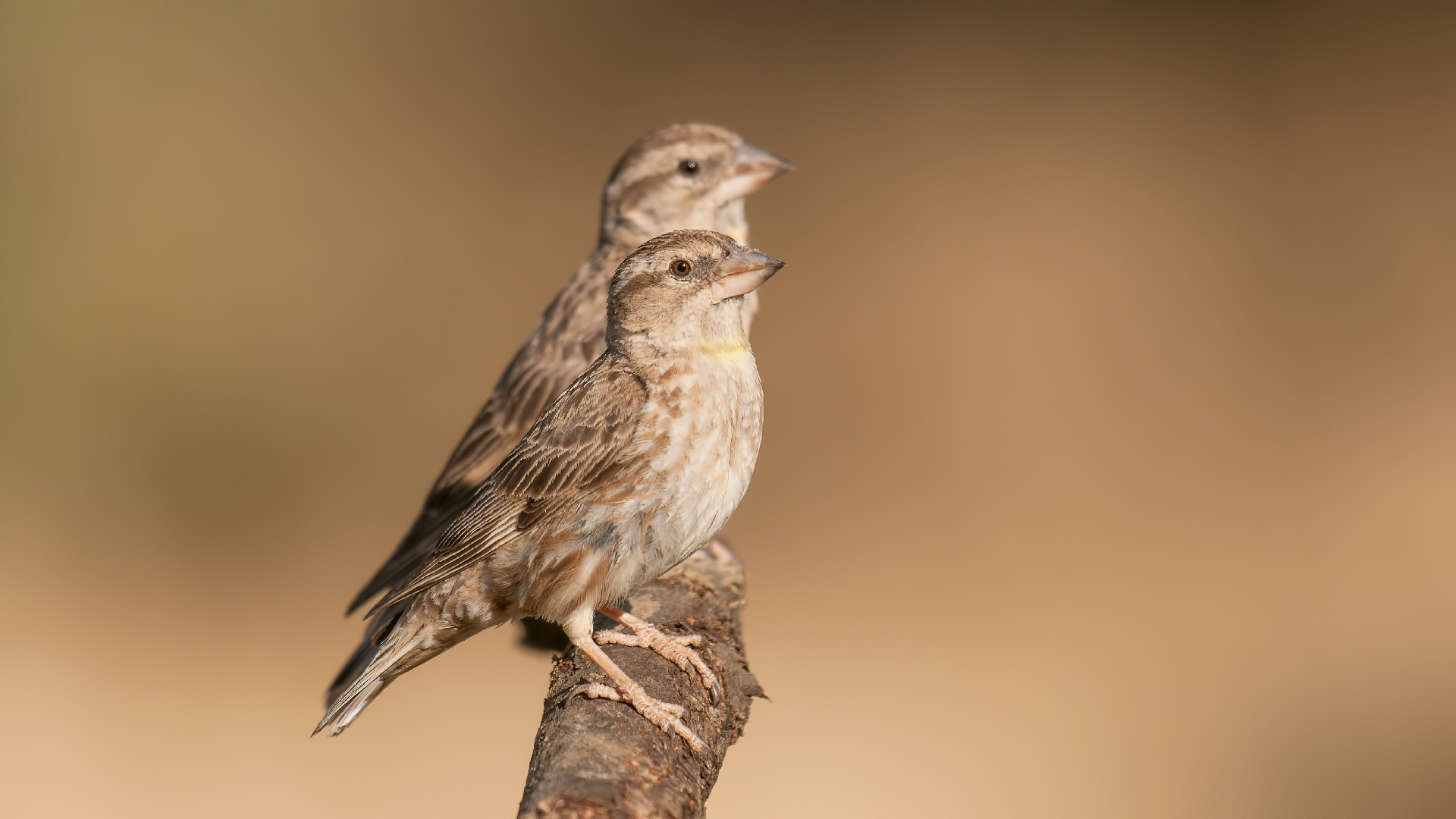 Roccia Sparrow / Petronia Petronia