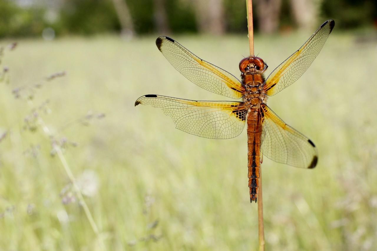 Libellula spezzata