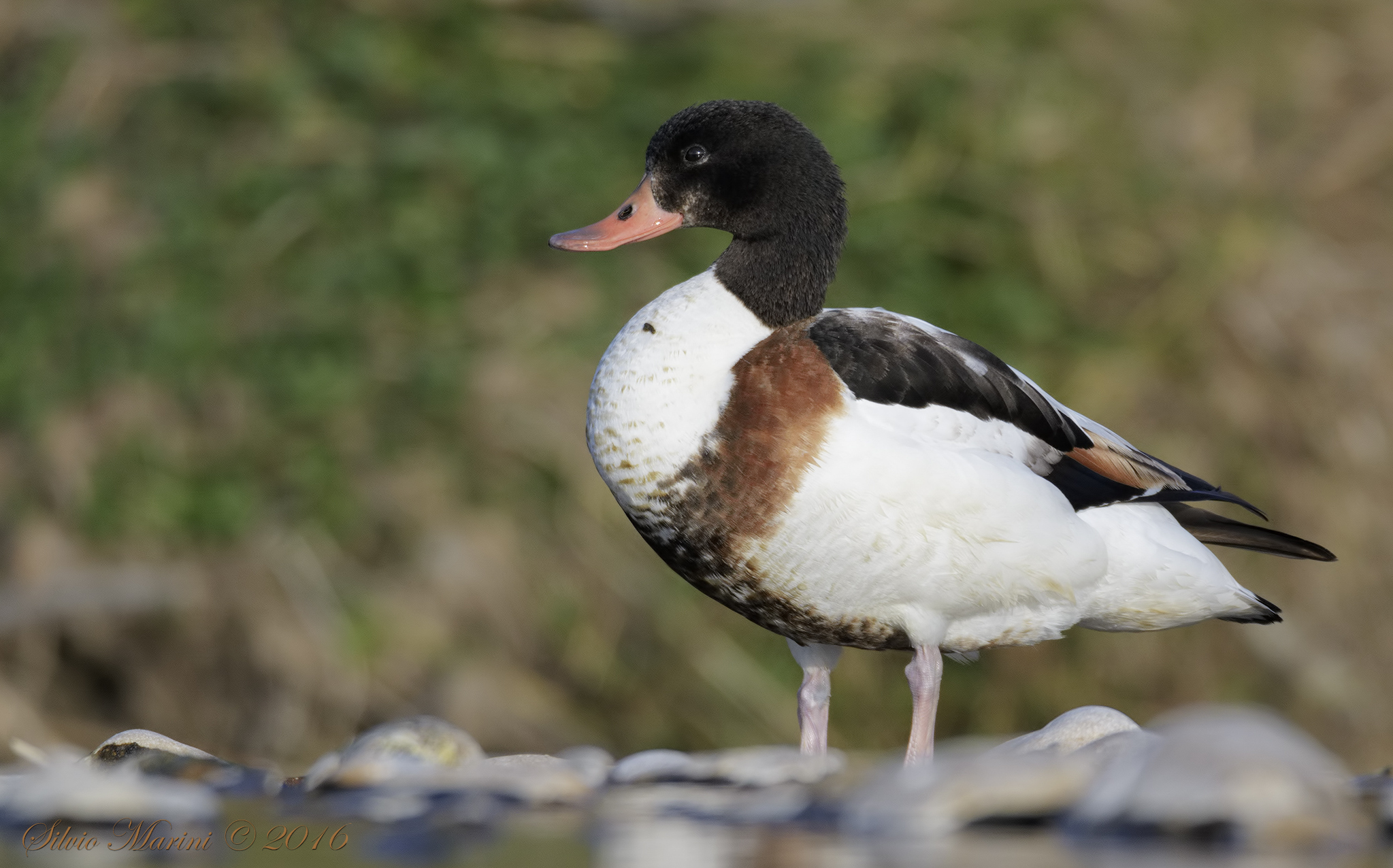 Shelduck (Tadorna tadorna)