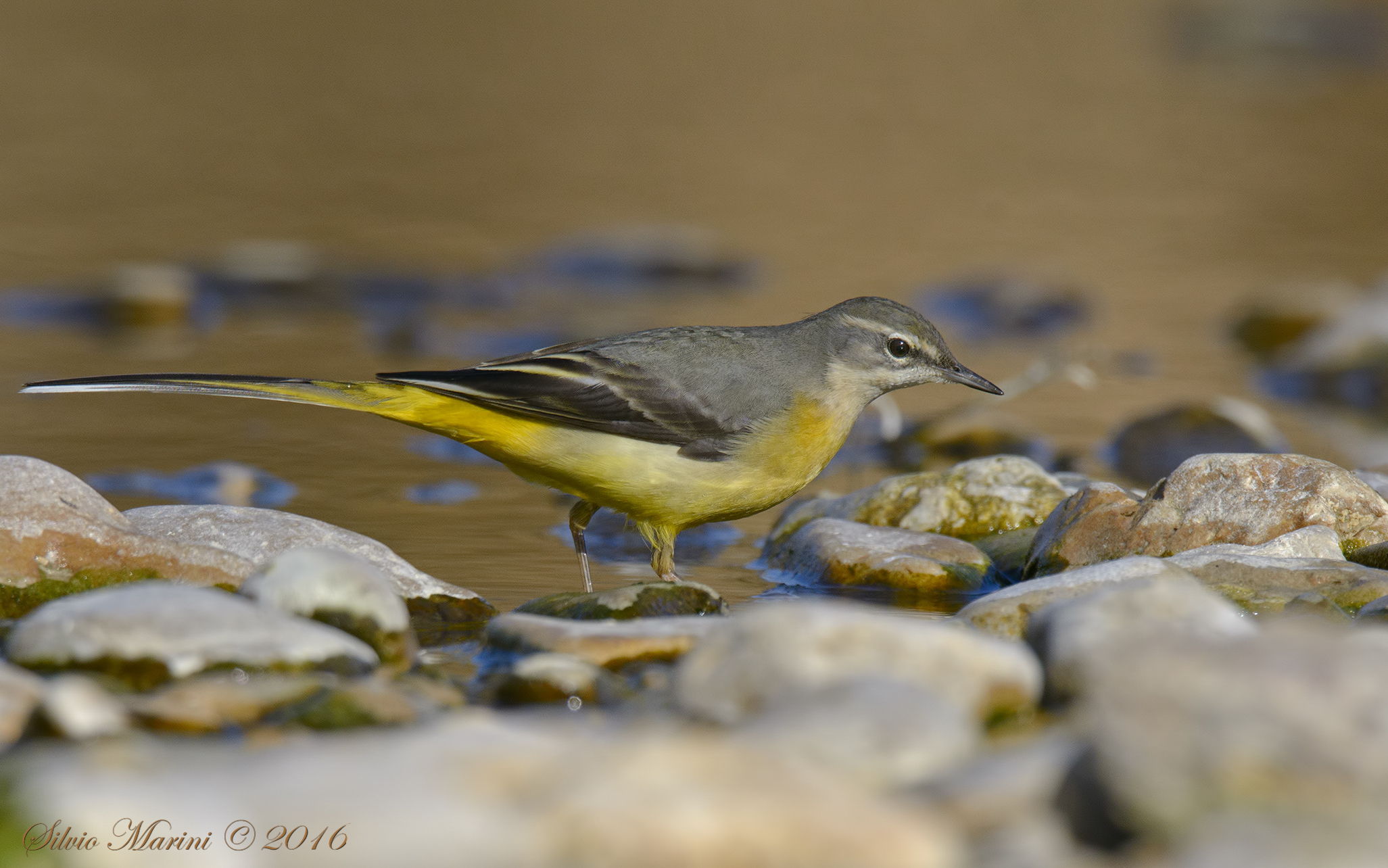 Ballerina gialla (Motacilla cinerea)