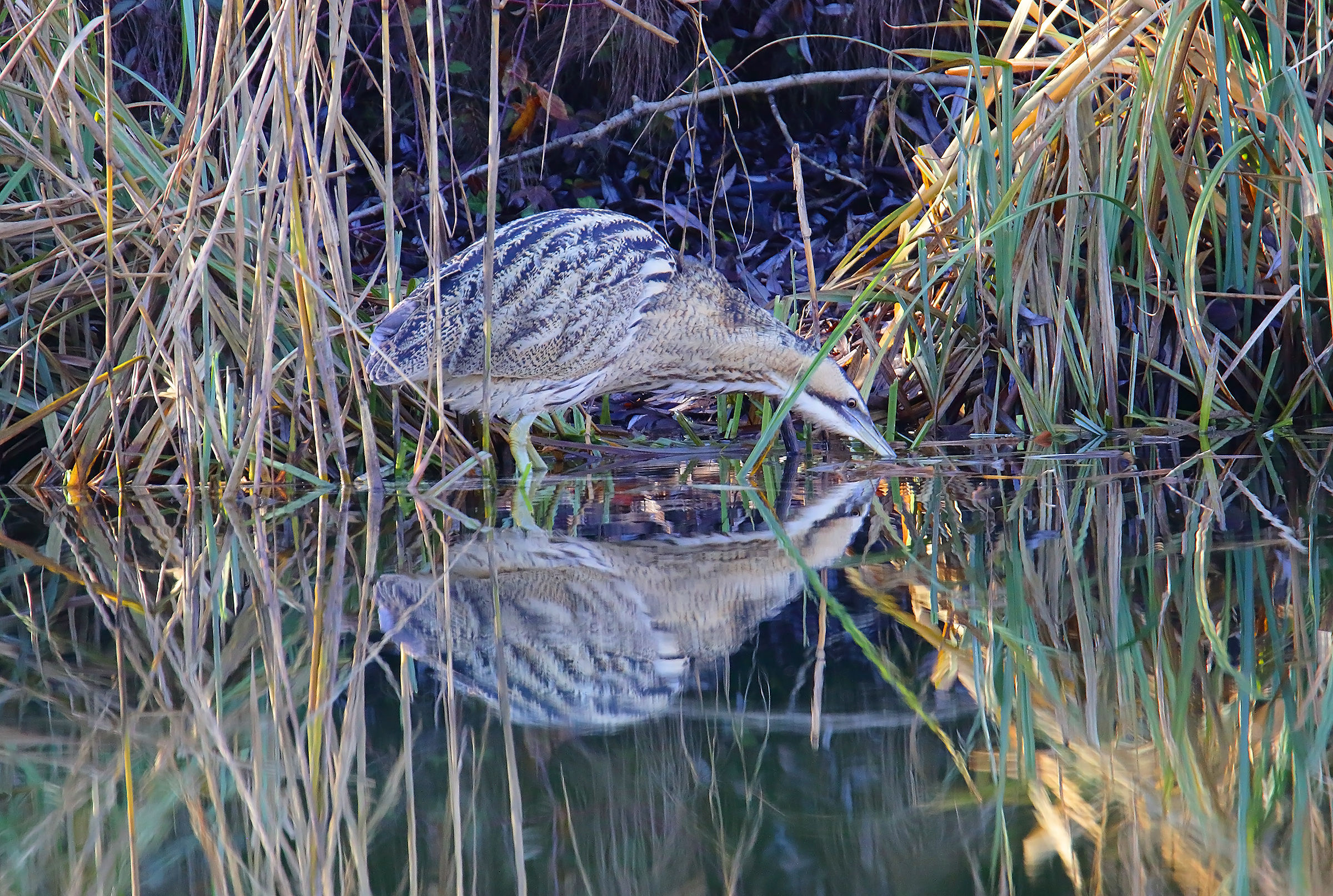 bittern